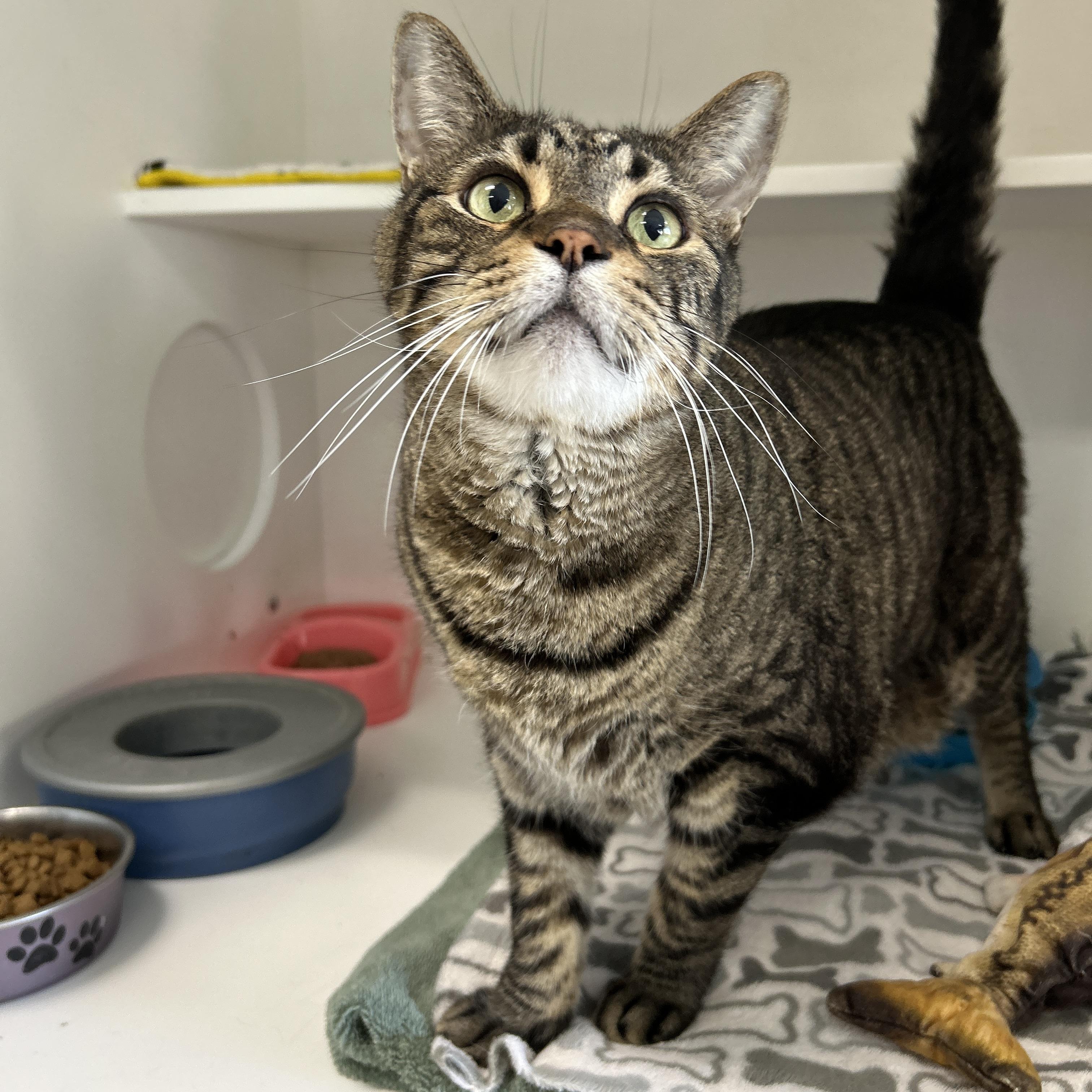 Enlarge Doc Brown & Marty McFly (Bonded), a Adoptable Domestic Short Hair in La Grange Park, IL image 2/5