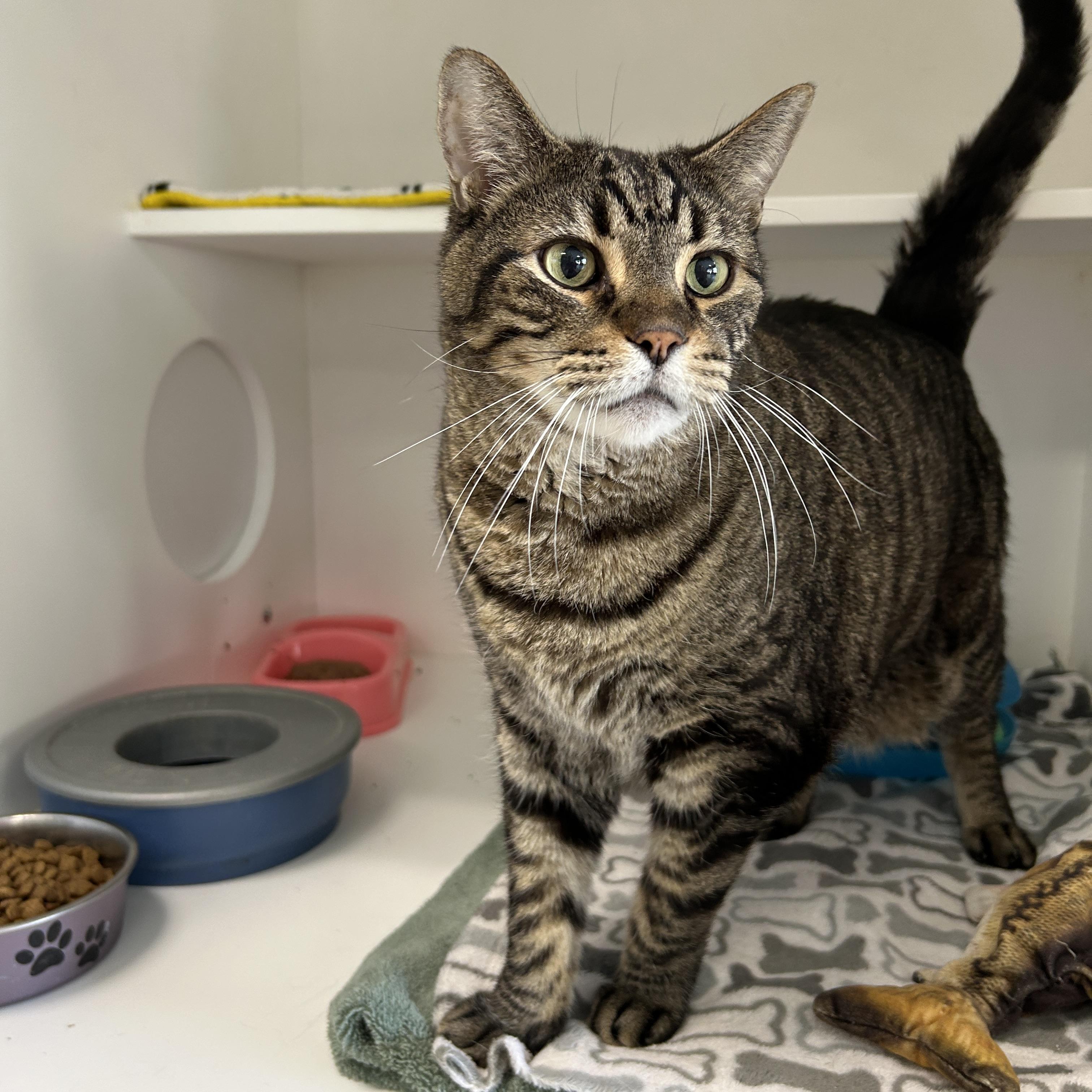 Enlarge Doc Brown & Marty McFly (Bonded), a Adoptable Domestic Short Hair in La Grange Park, IL image 4/5