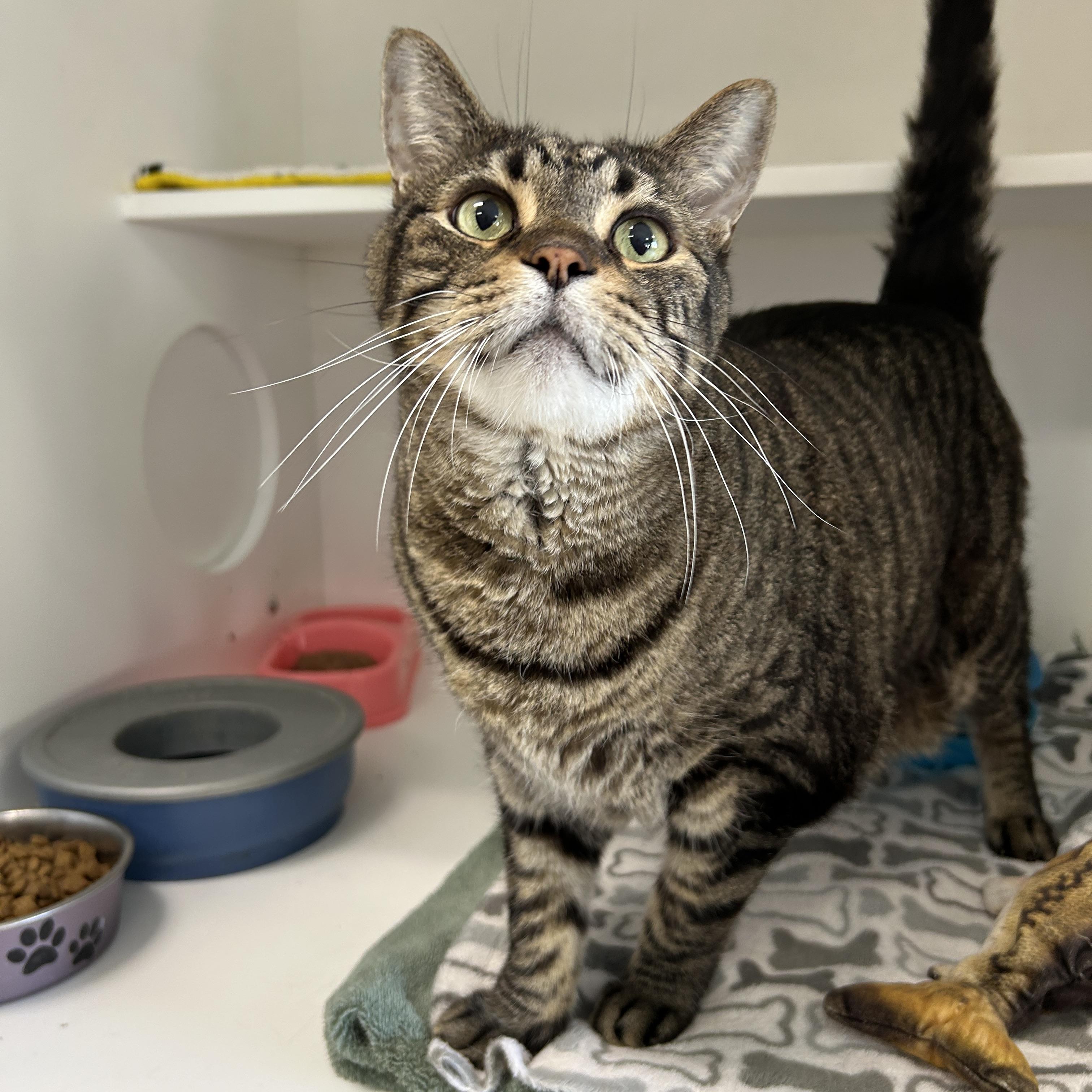 Enlarge Doc Brown & Marty McFly (Bonded), a Adoptable Domestic Short Hair in La Grange Park, IL image 5/5