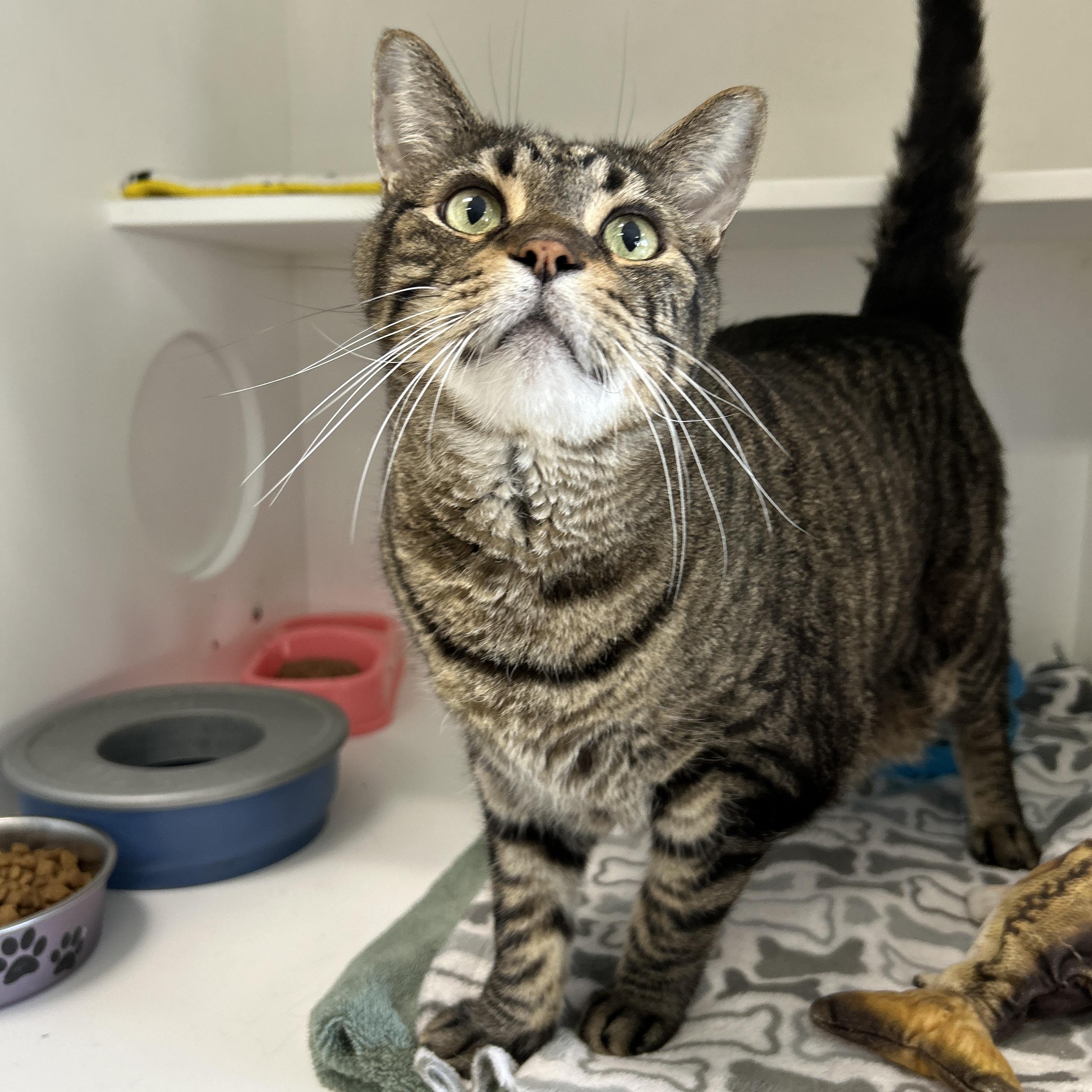 Doc Brown & Marty McFly (Bonded), Adoptable, Senior Male Domestic Short Hair.