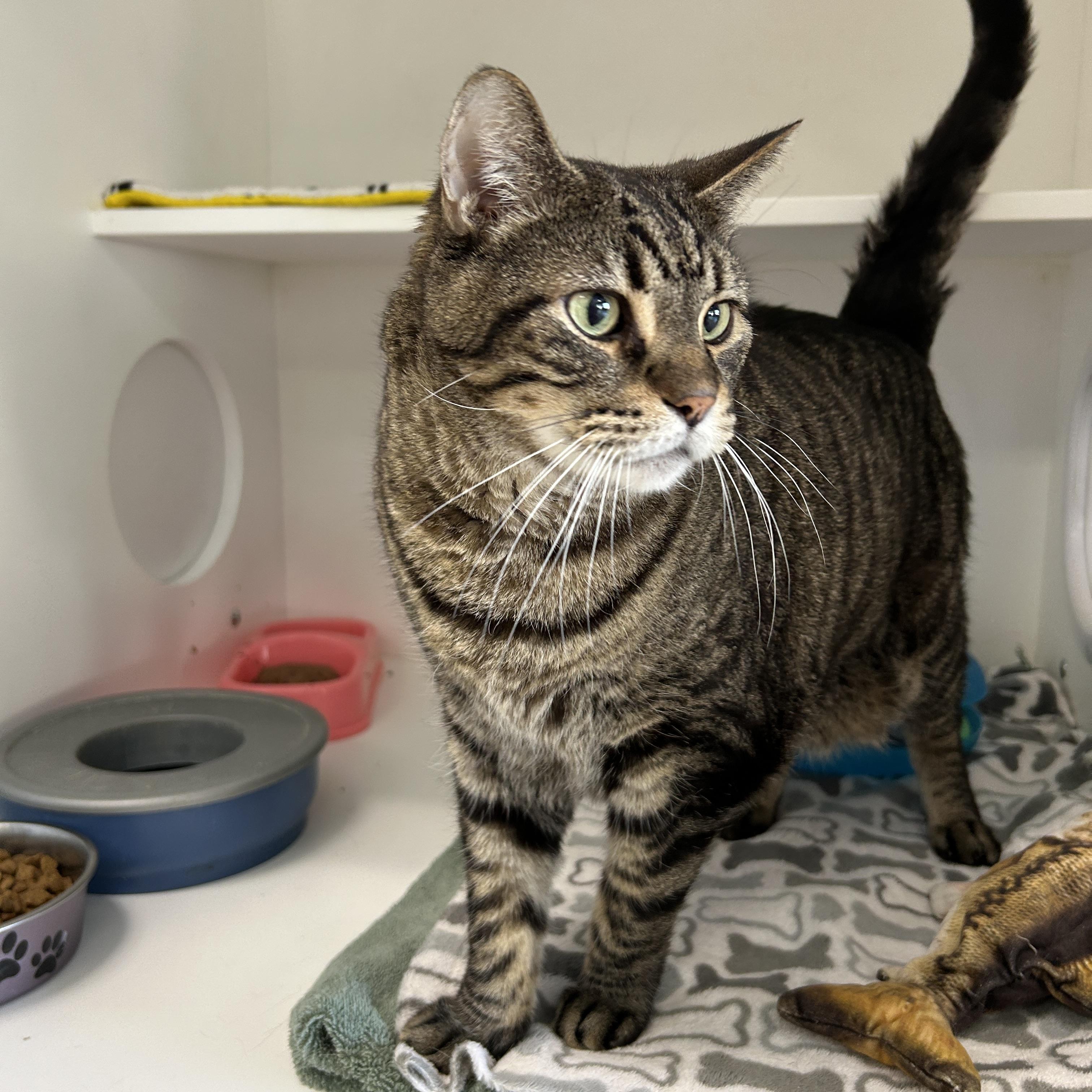 Enlarge Doc Brown & Marty McFly (Bonded), a Adoptable Domestic Short Hair in La Grange Park, IL image 3/5