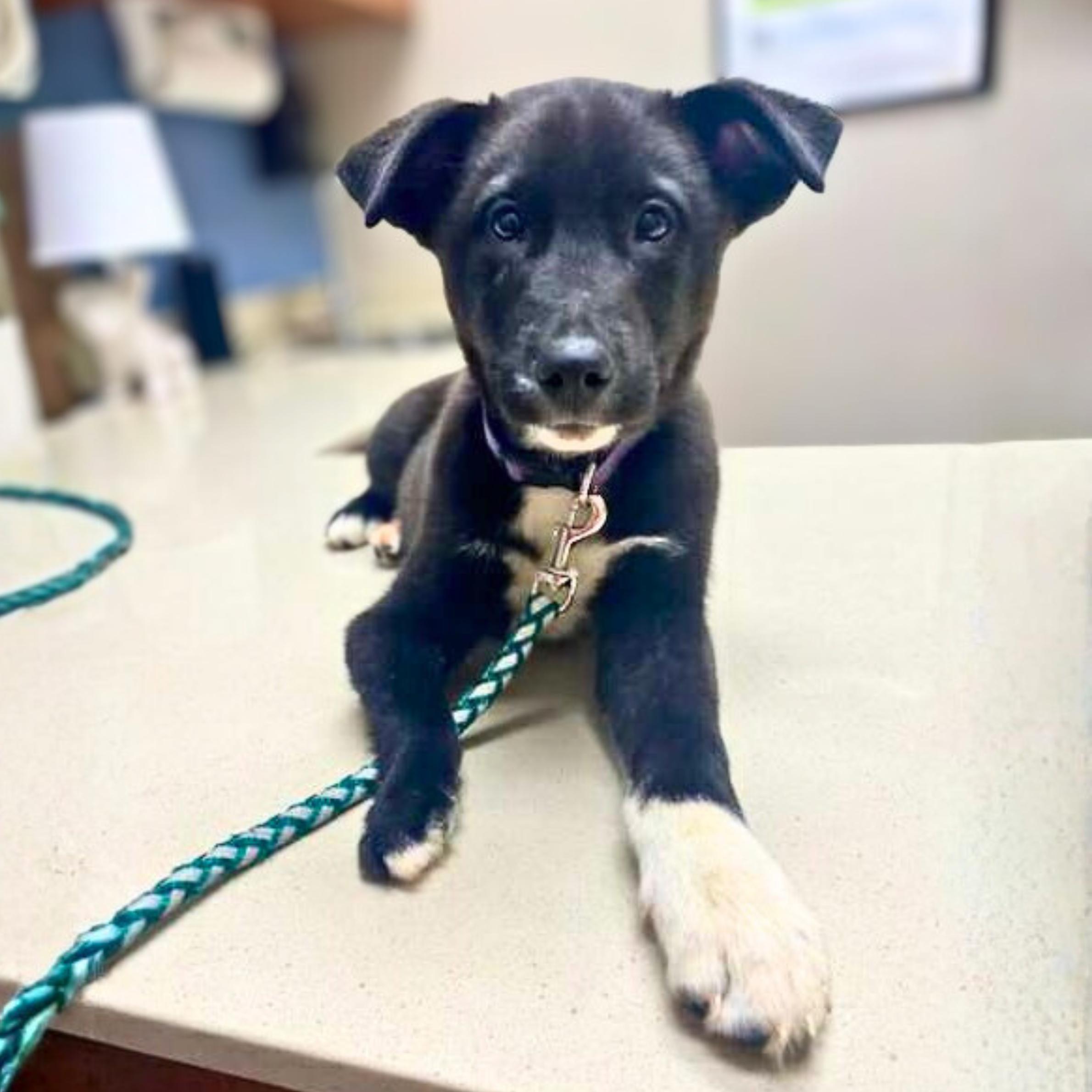 Pythagoras — thumbnail 4