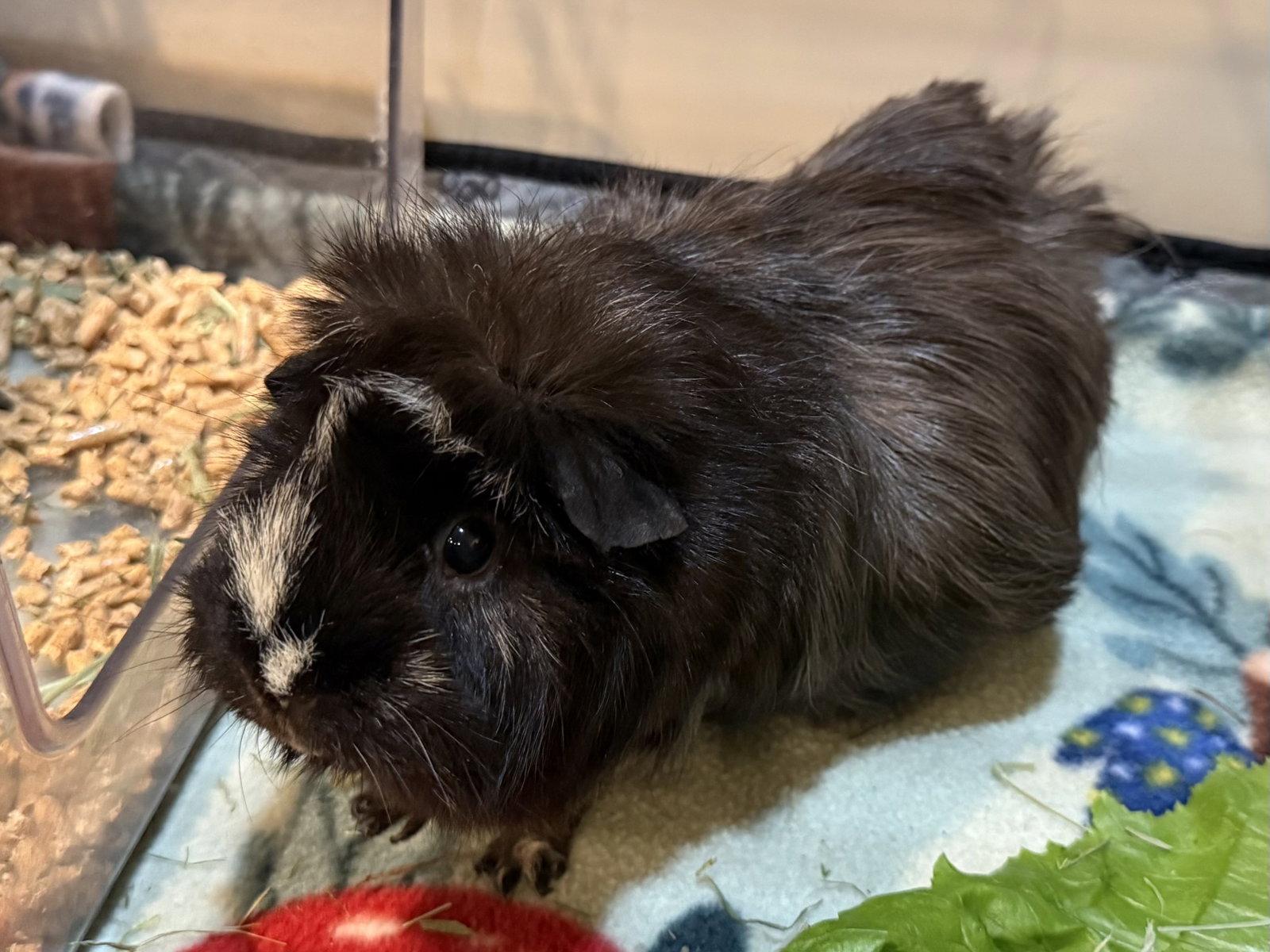 Sisco (& Sanders), Adoptable, Senior Male Guinea Pig.