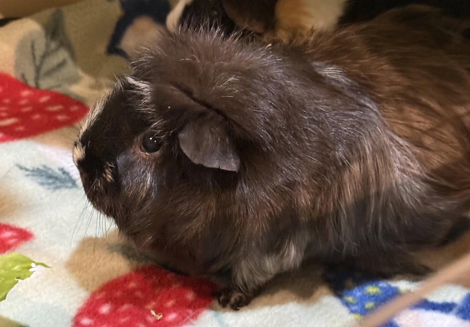 Enlarge Sisco (& Sanders), a Adoptable Guinea Pig in Marshfield, WI image 2/3