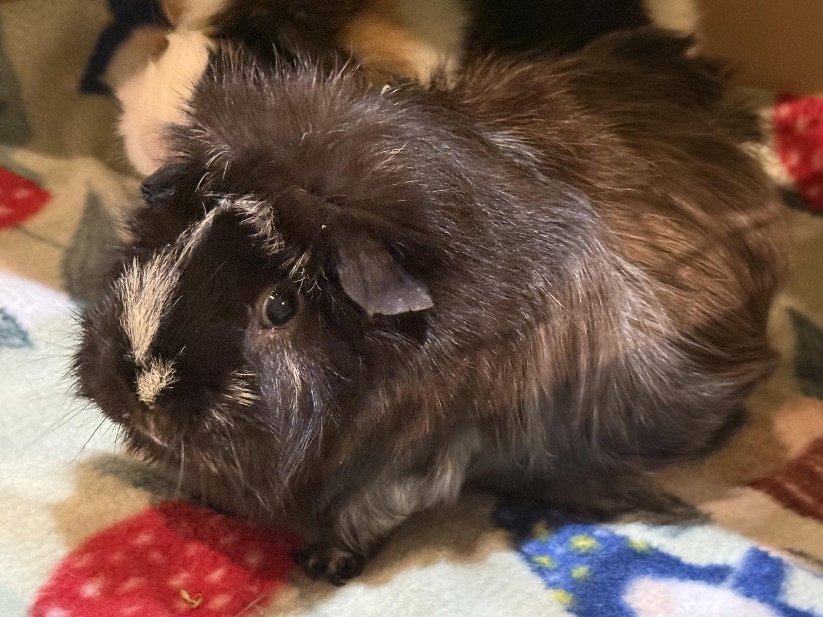 Enlarge Sisco (& Sanders), a Adoptable Guinea Pig in Marshfield, WI image 3/3