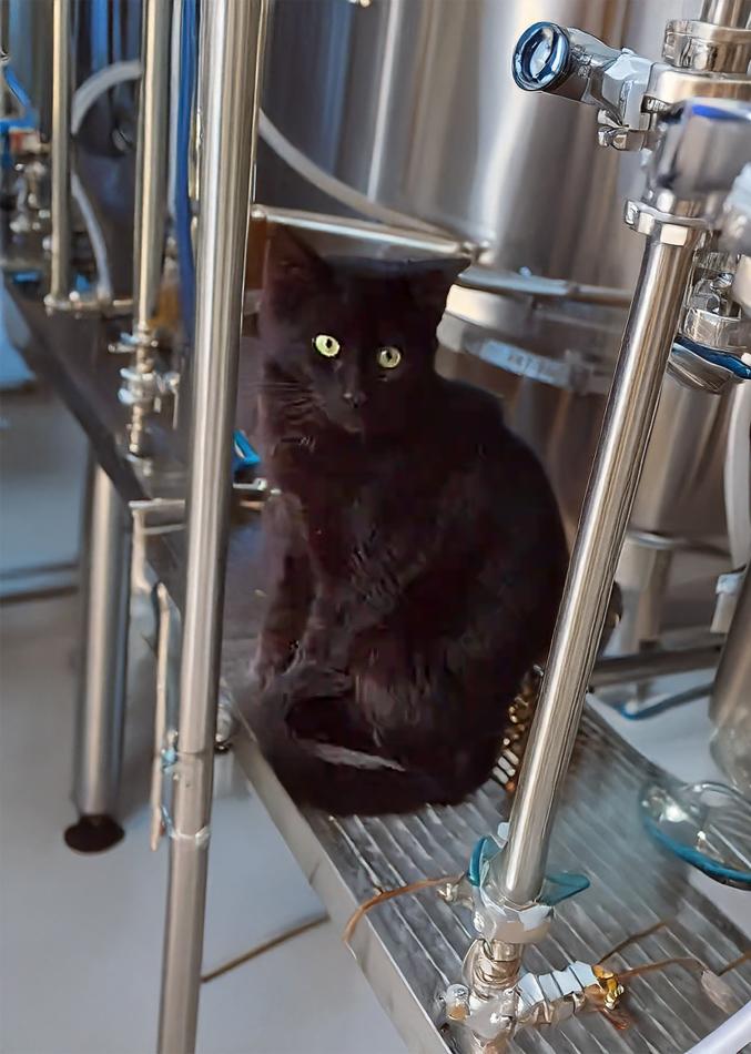 Enlarge Flow The Vineyard Guardian, a Adoptable mixed breed in richmond, CA image 2/4