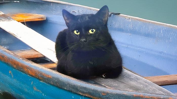 Flow The Vineyard Guardian, Adoptable, Adult Male Domestic Short Hair.