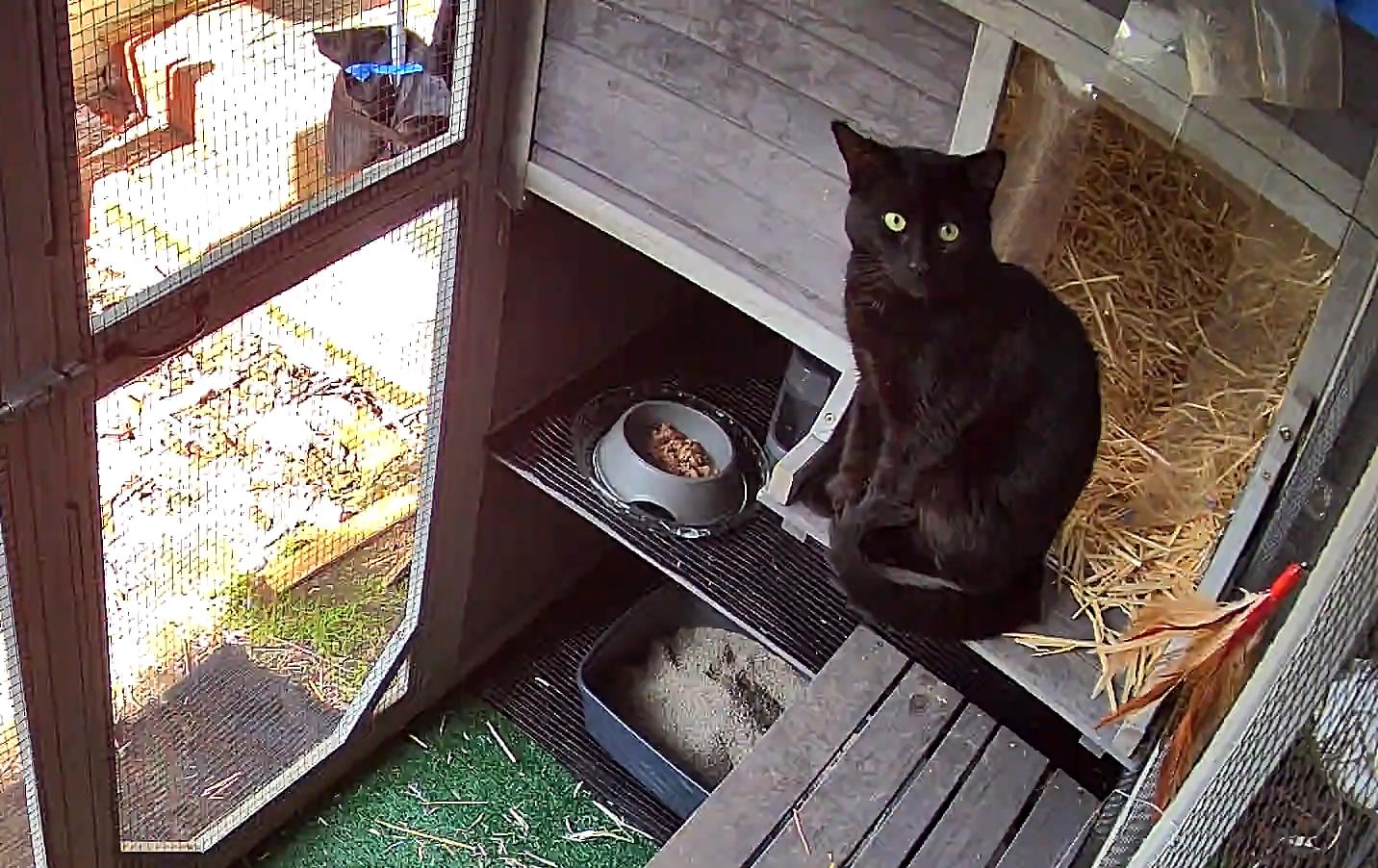 Enlarge Flow The Vineyard Guardian, a Adoptable mixed breed in richmond, CA image 4/4