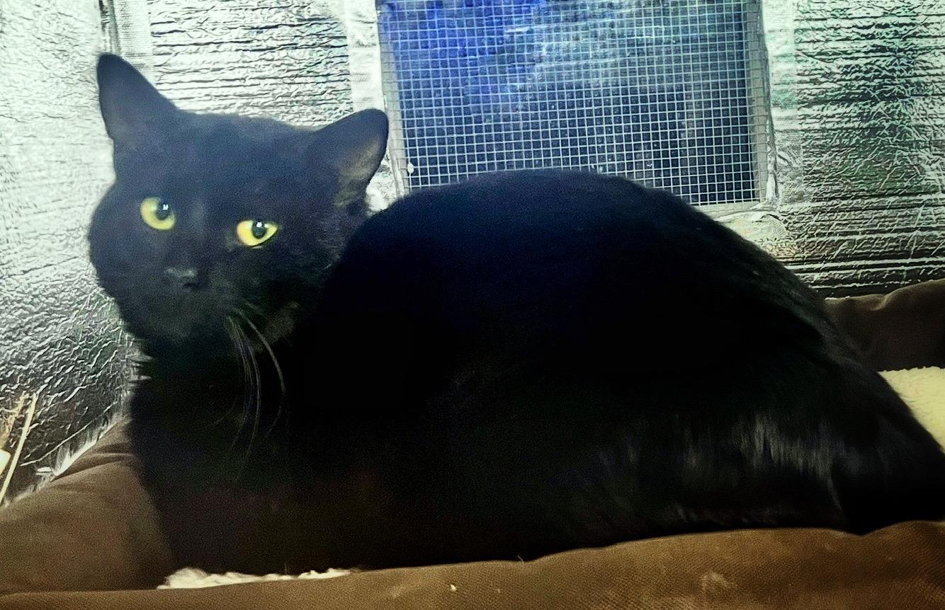 Enlarge Flow The Vineyard Guardian, a Adoptable mixed breed in richmond, CA image 3/4