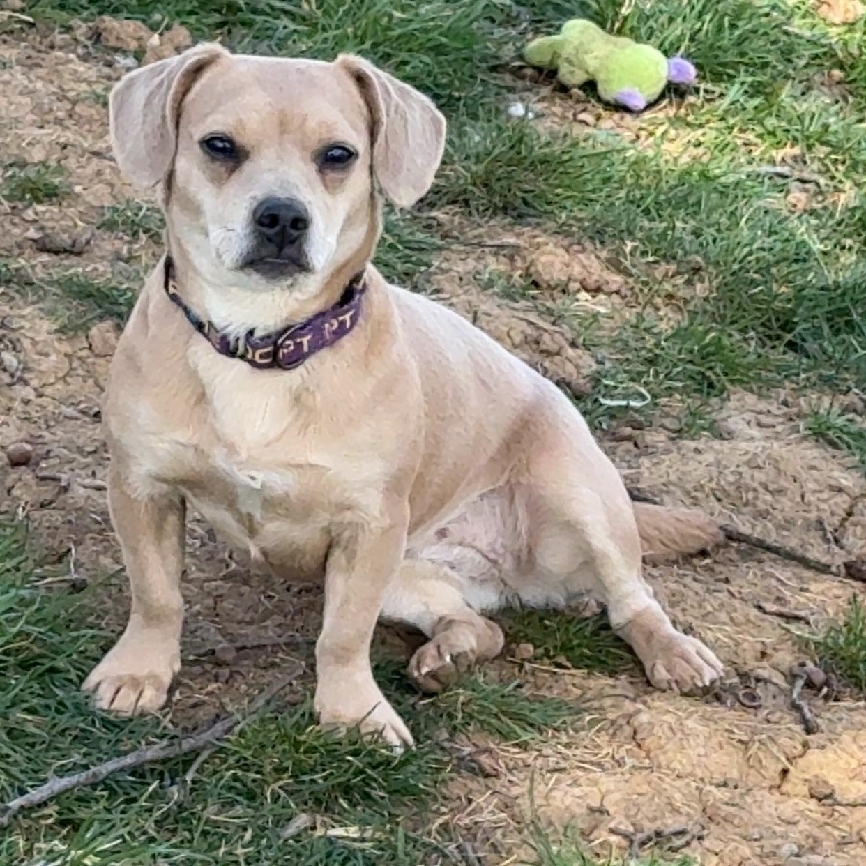 Romy, a Adoptable mixed breed in Leavenworth, KS image 1/6
