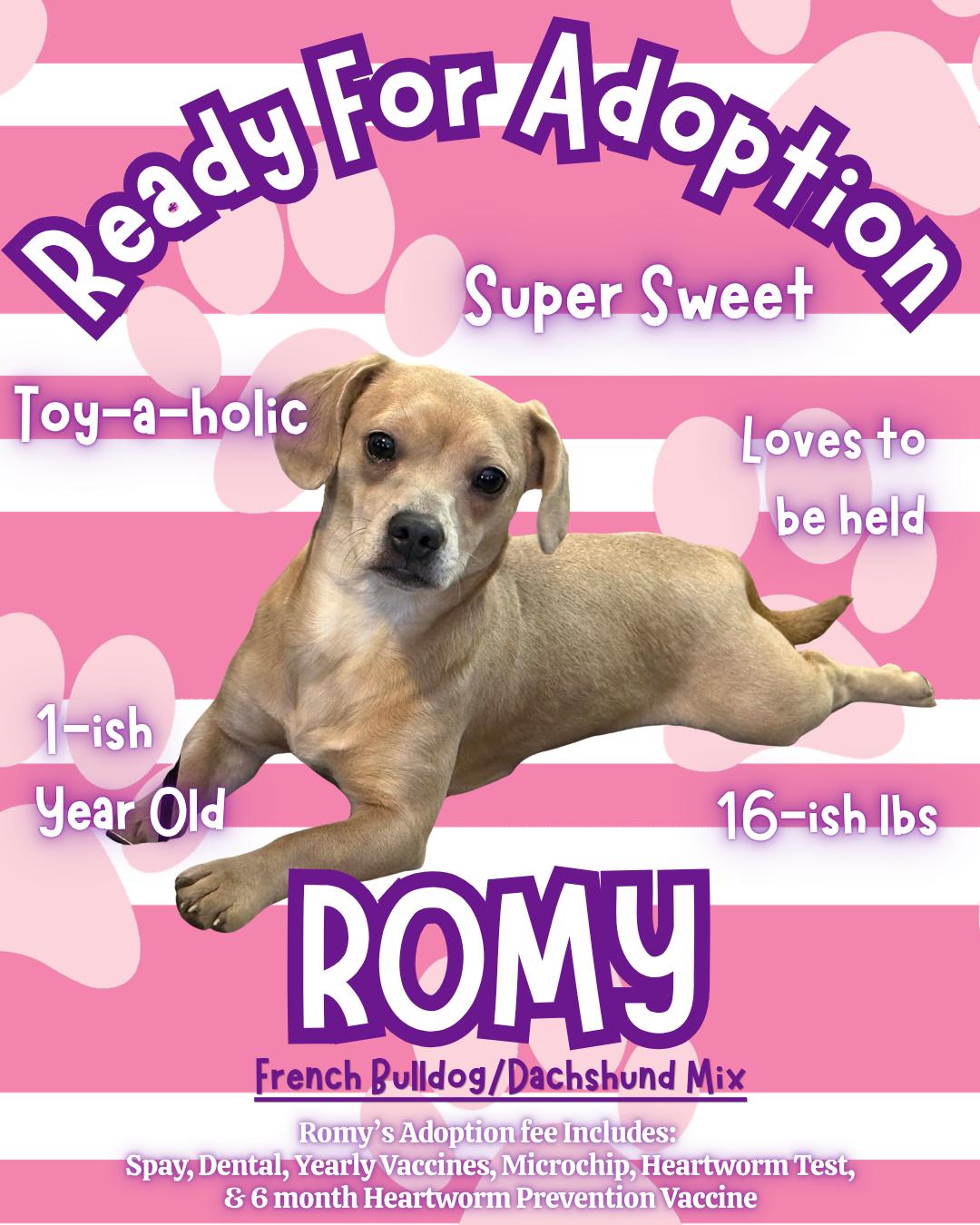 Romy, a Adoptable mixed breed in Leavenworth, KS image 6/6