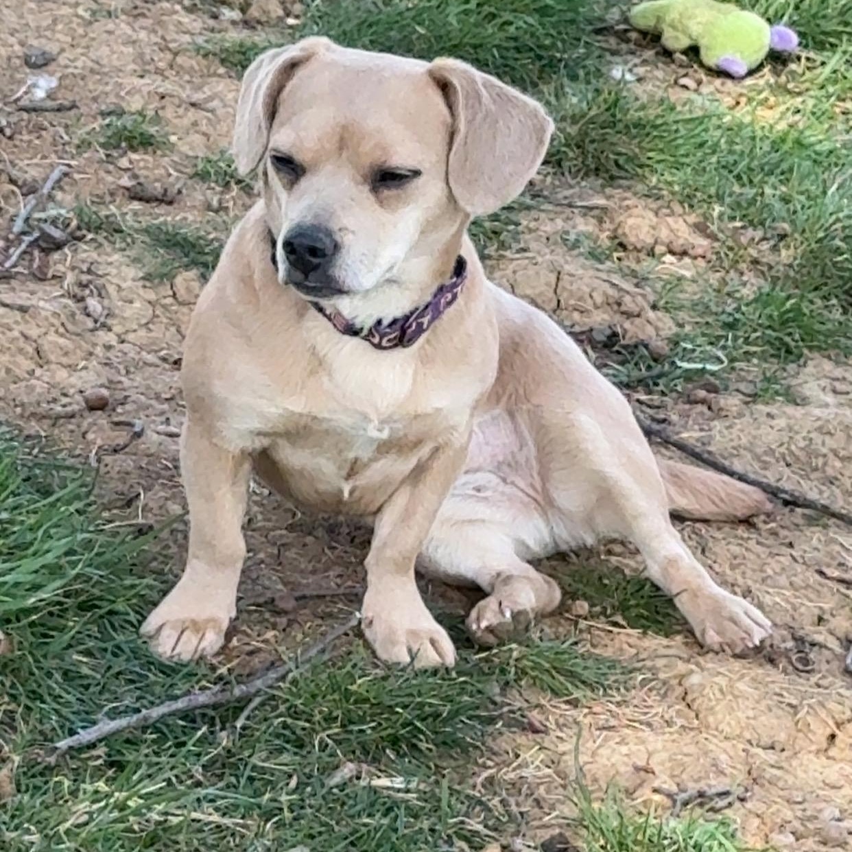 Romy, a Adoptable mixed breed in Leavenworth, KS image 2/6