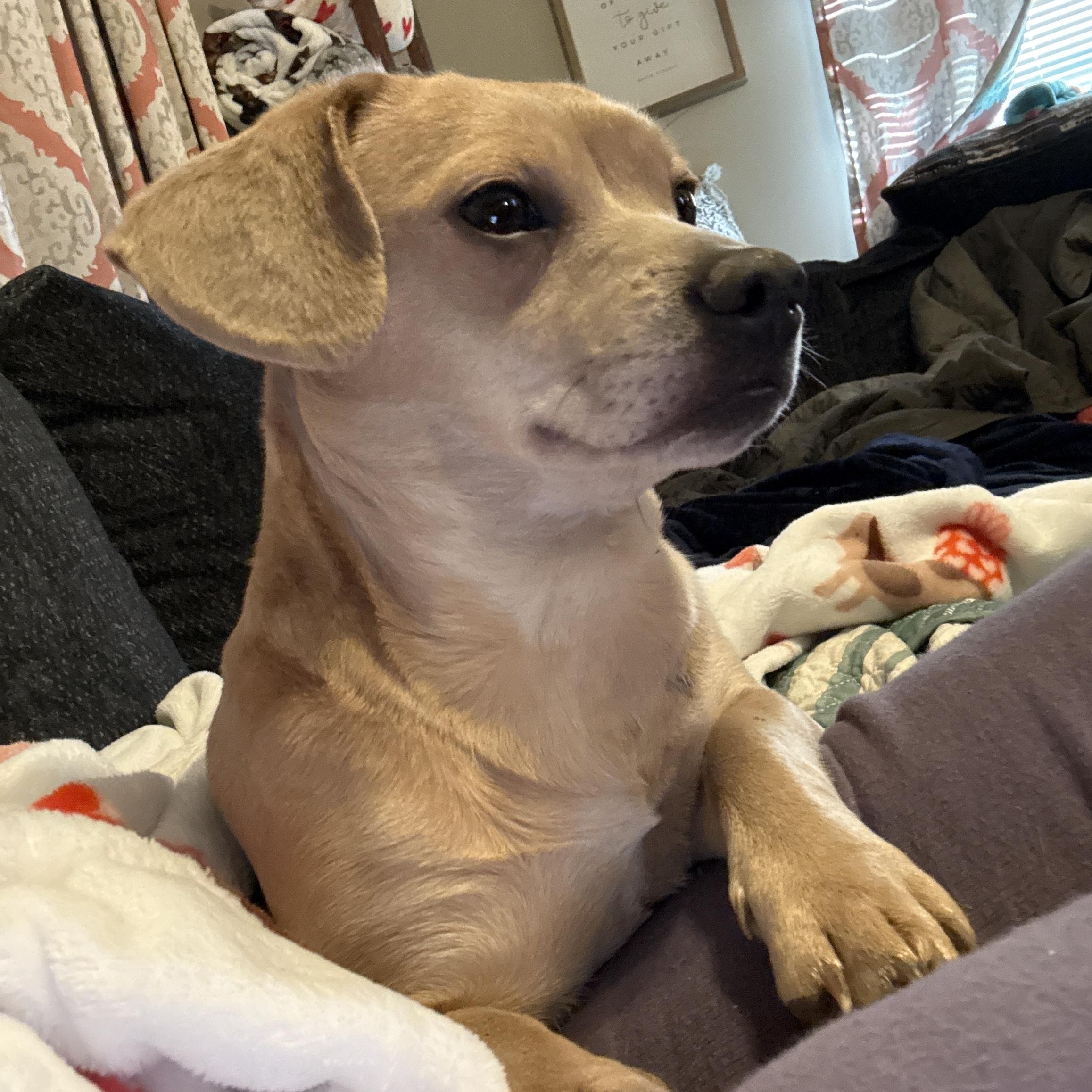 Romy, a Adoptable mixed breed in Leavenworth, KS image 4/6