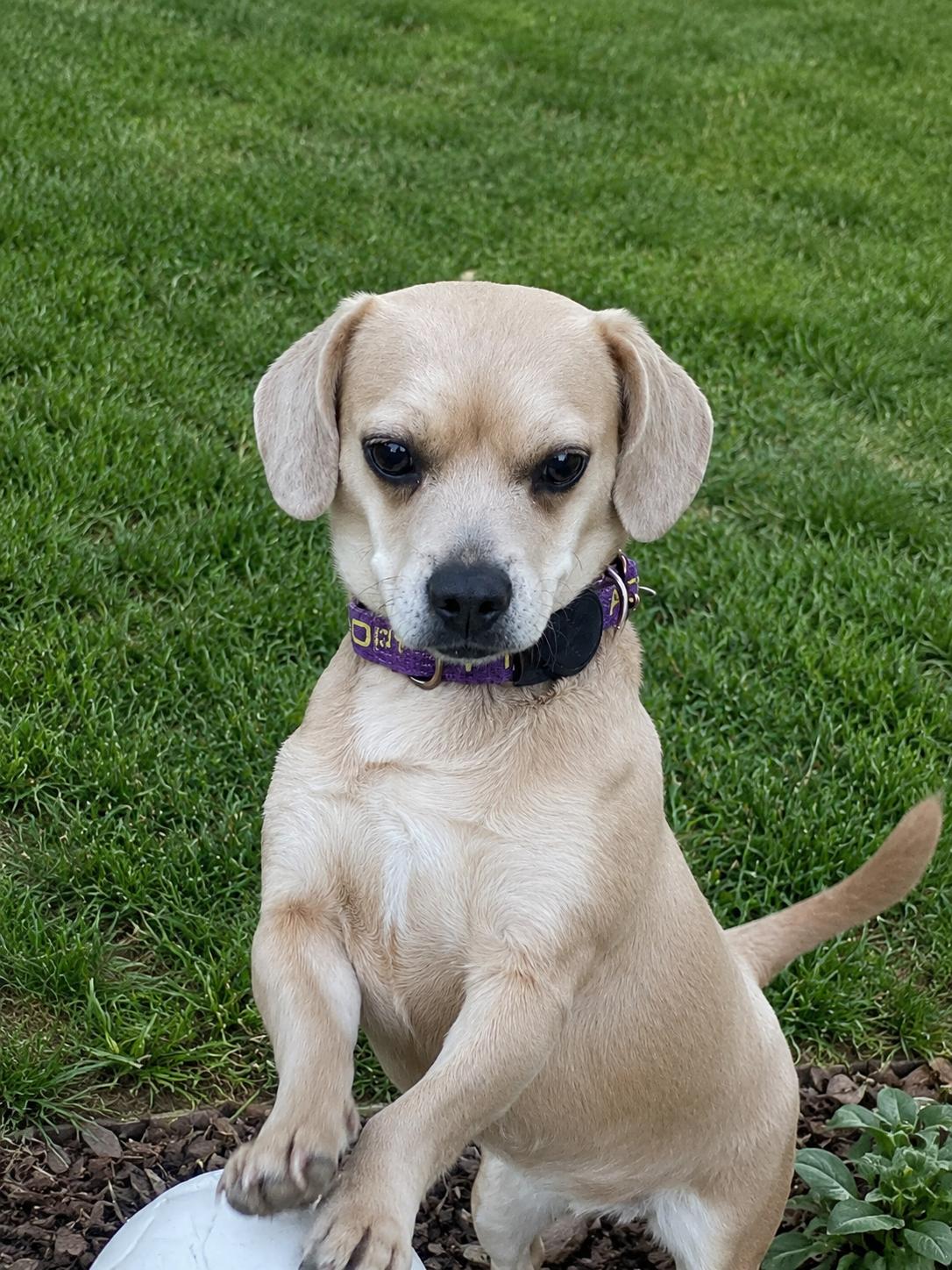 Romy, a Adoptable mixed breed in Leavenworth, KS image 5/6