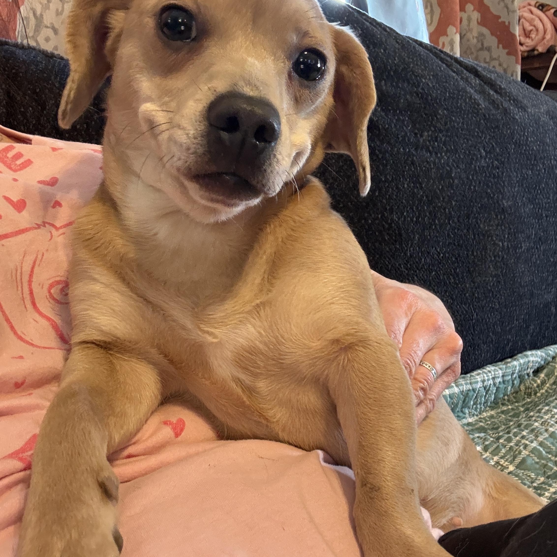 Romy, a Adoptable mixed breed in Leavenworth, KS image 3/6