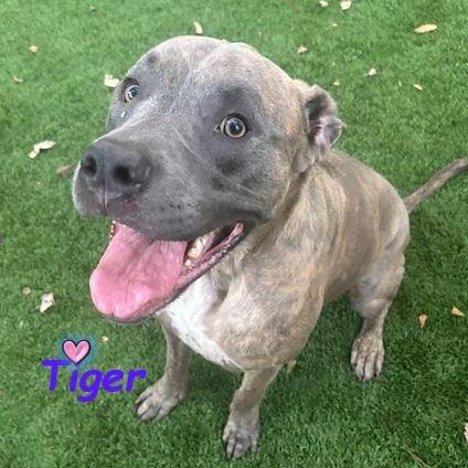 Enlarge Tiger, a Adoptable mixed breed in St. Petersburg, FL image 3/6