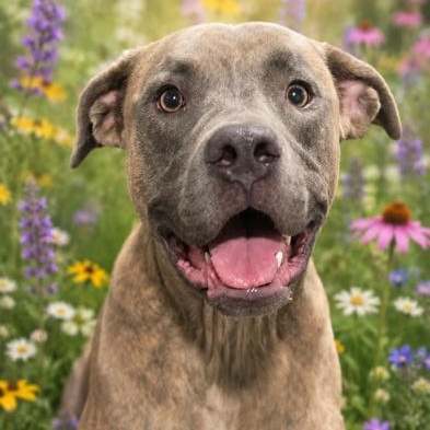 Enlarge Tiger, a Adoptable mixed breed in St. Petersburg, FL image 1/6
