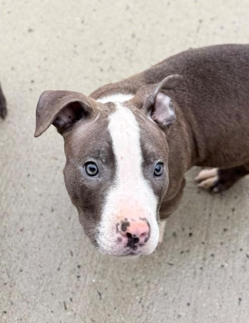 Enlarge Michael (53232/3248), a Adopted Pit Bull Terrier in Manassas, VA image 1/1