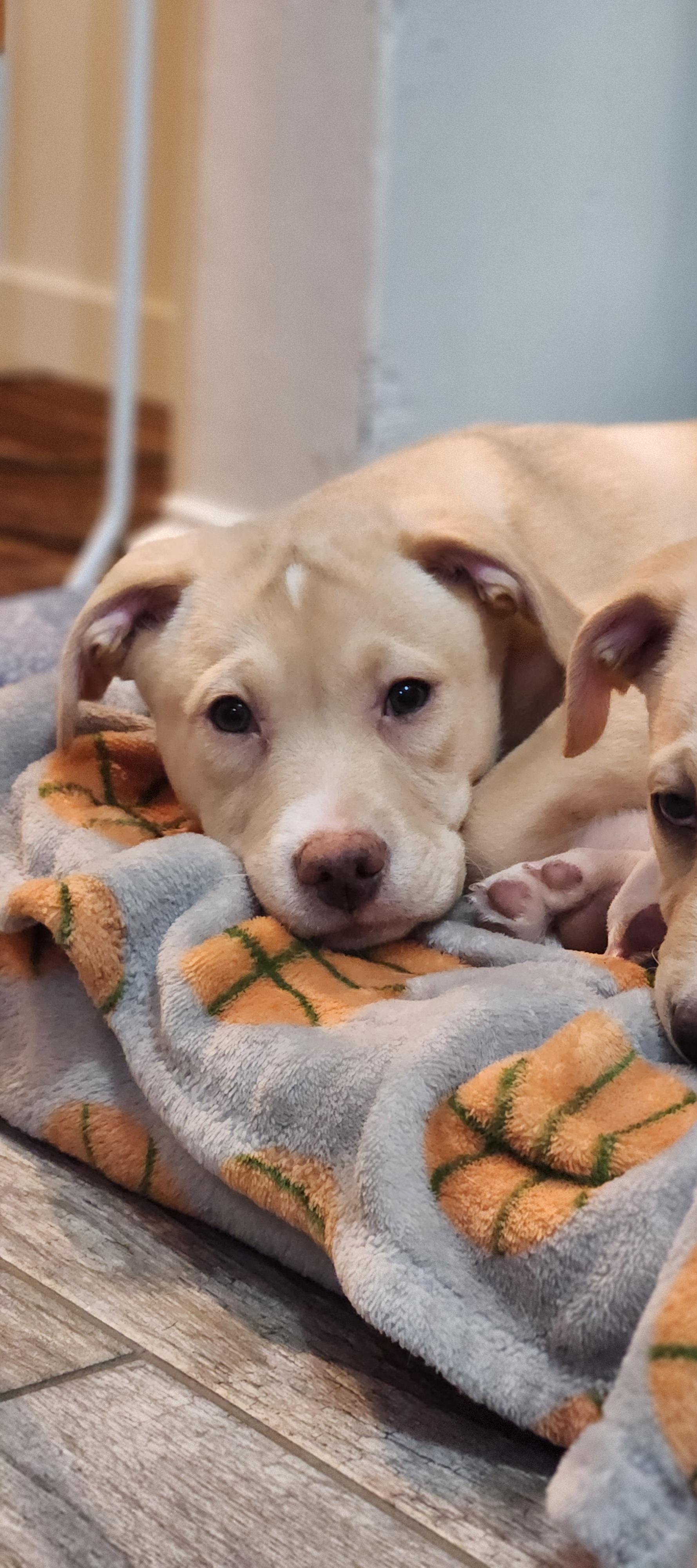 Enlarge Kalla, a Adopted mixed breed in Minneapolis, MN image 1/5