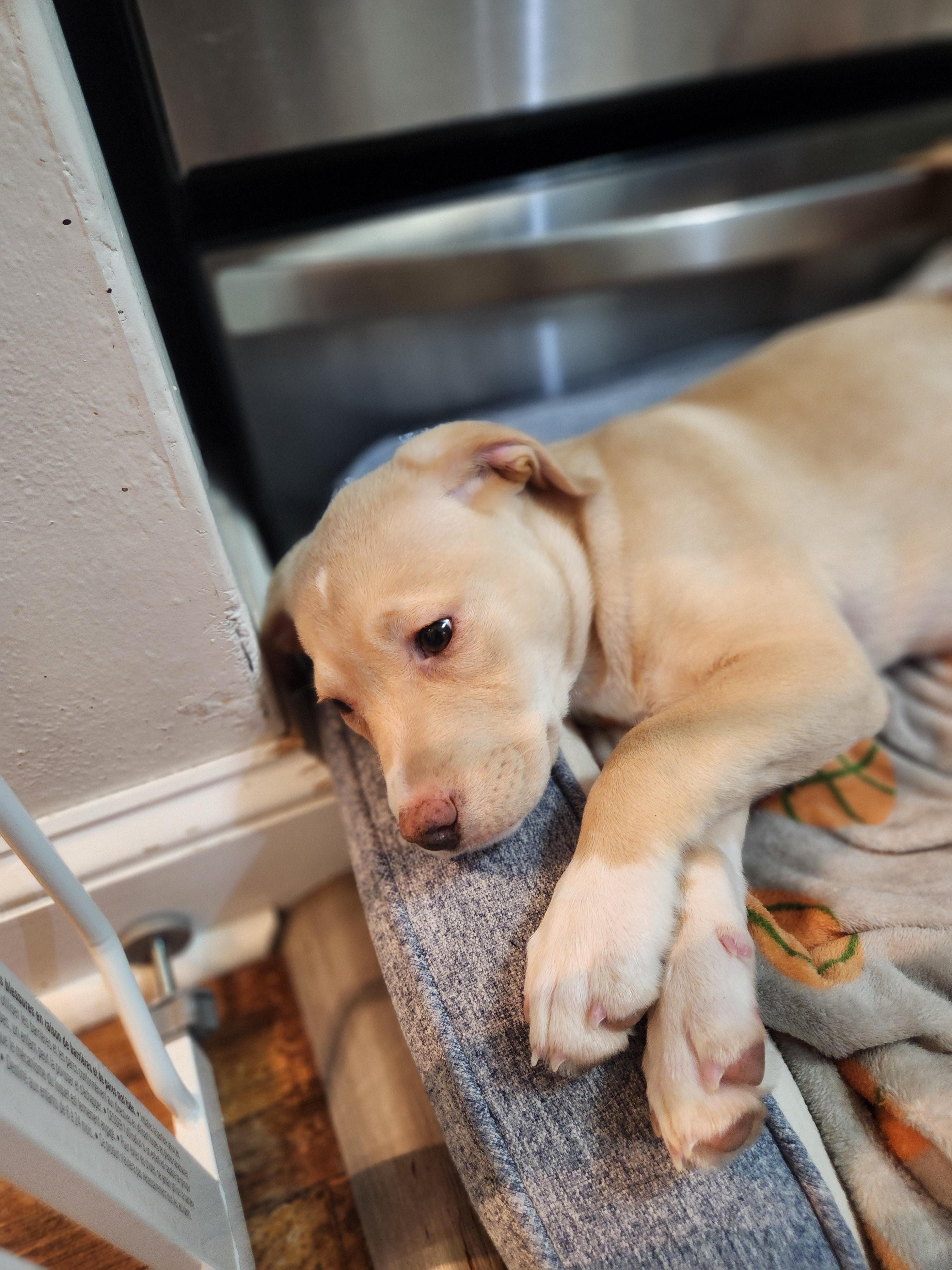 Enlarge Kalla, a Adopted mixed breed in Minneapolis, MN image 2/5