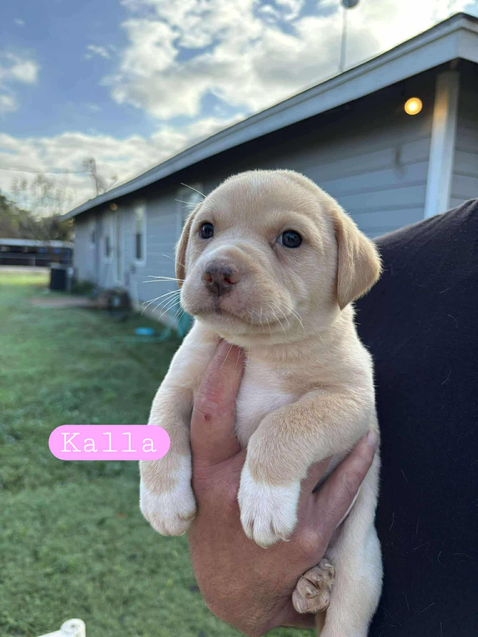 Enlarge Kalla, a Adopted mixed breed in Minneapolis, MN image 3/5