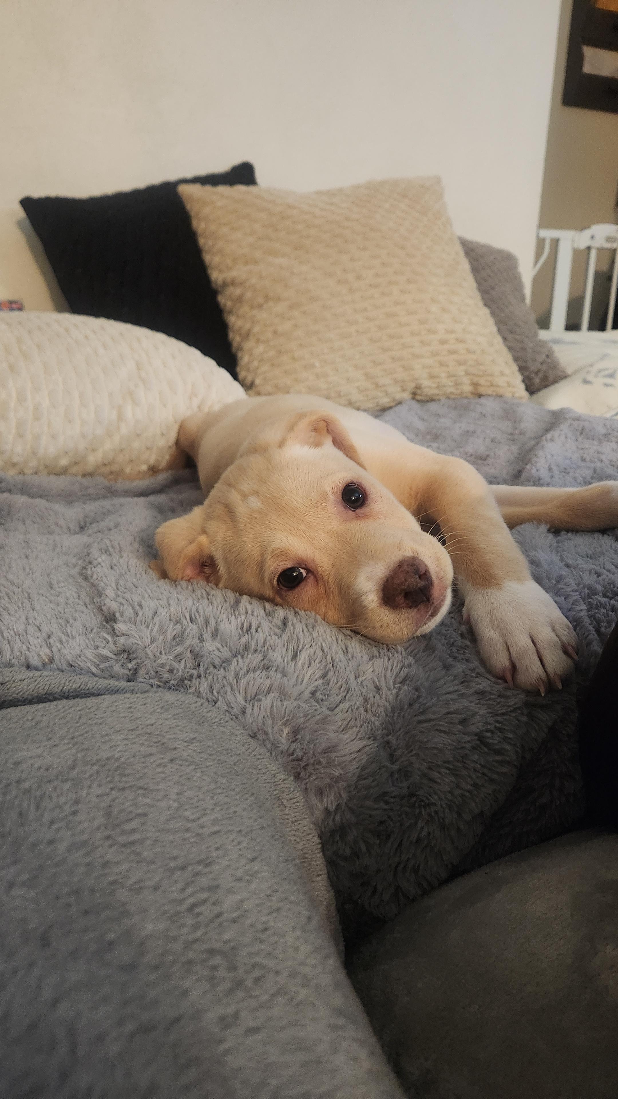 Enlarge Kalla, a Adopted mixed breed in Minneapolis, MN image 4/5