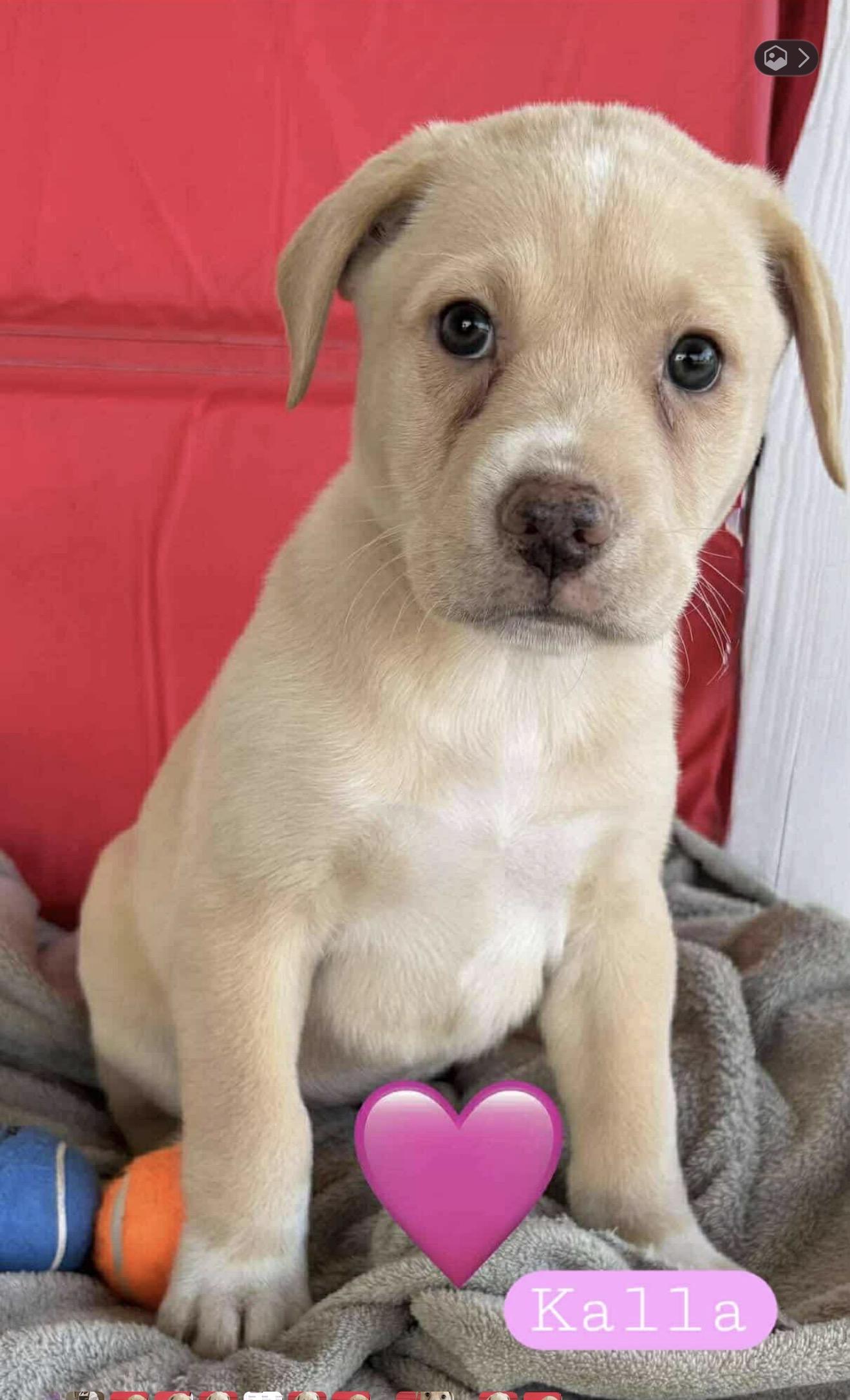 Enlarge Kalla, a Adopted mixed breed in Minneapolis, MN image 5/5