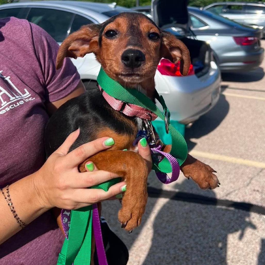 Enlarge Jessie, a Adoptable mixed breed in St. Charles, IL image 1/6