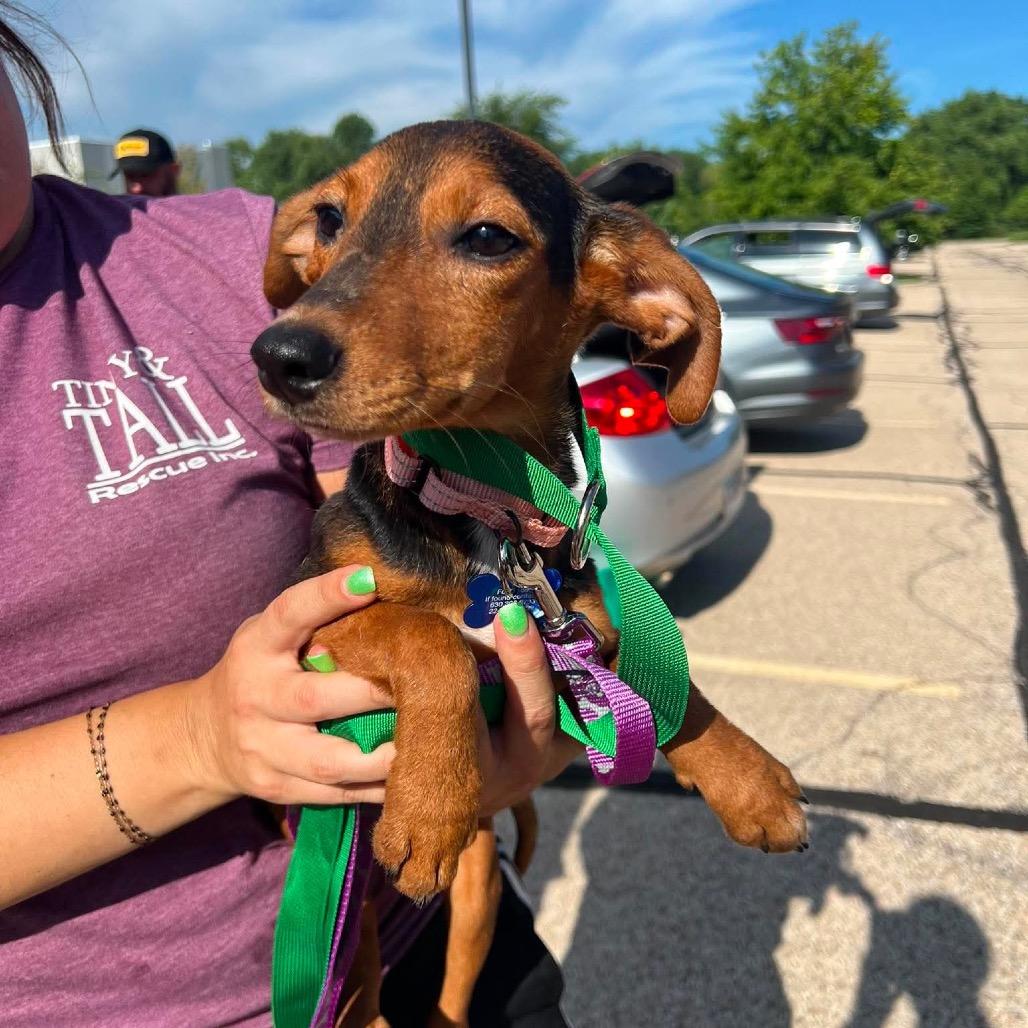 Enlarge Jessie, a Adoptable mixed breed in St. Charles, IL image 2/6