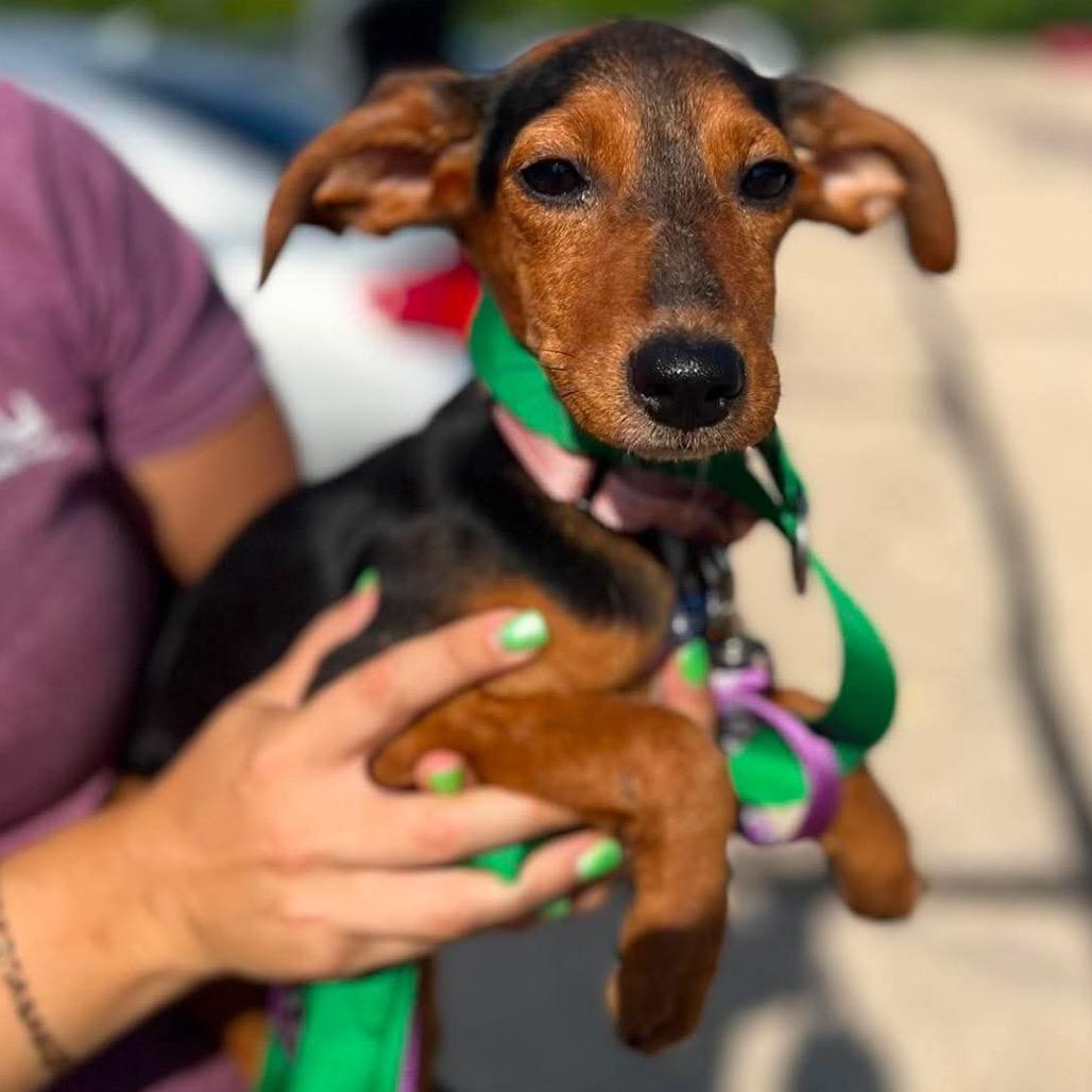 Enlarge Jessie, a Adoptable mixed breed in St. Charles, IL image 4/6