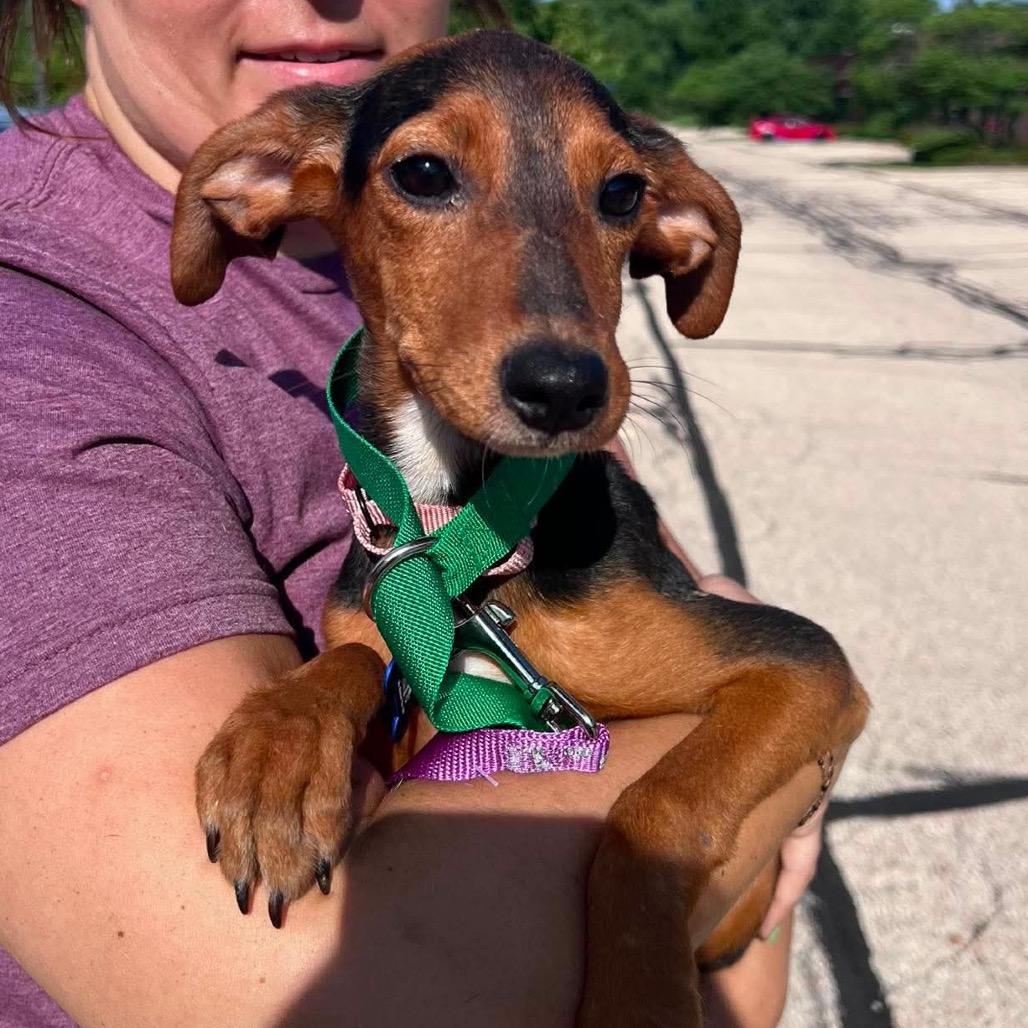 Enlarge Jessie, a Adoptable mixed breed in St. Charles, IL image 5/6