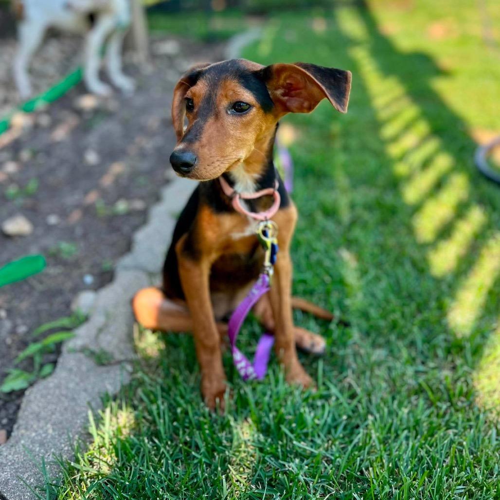 Enlarge Jessie, a Adoptable mixed breed in St. Charles, IL image 6/6