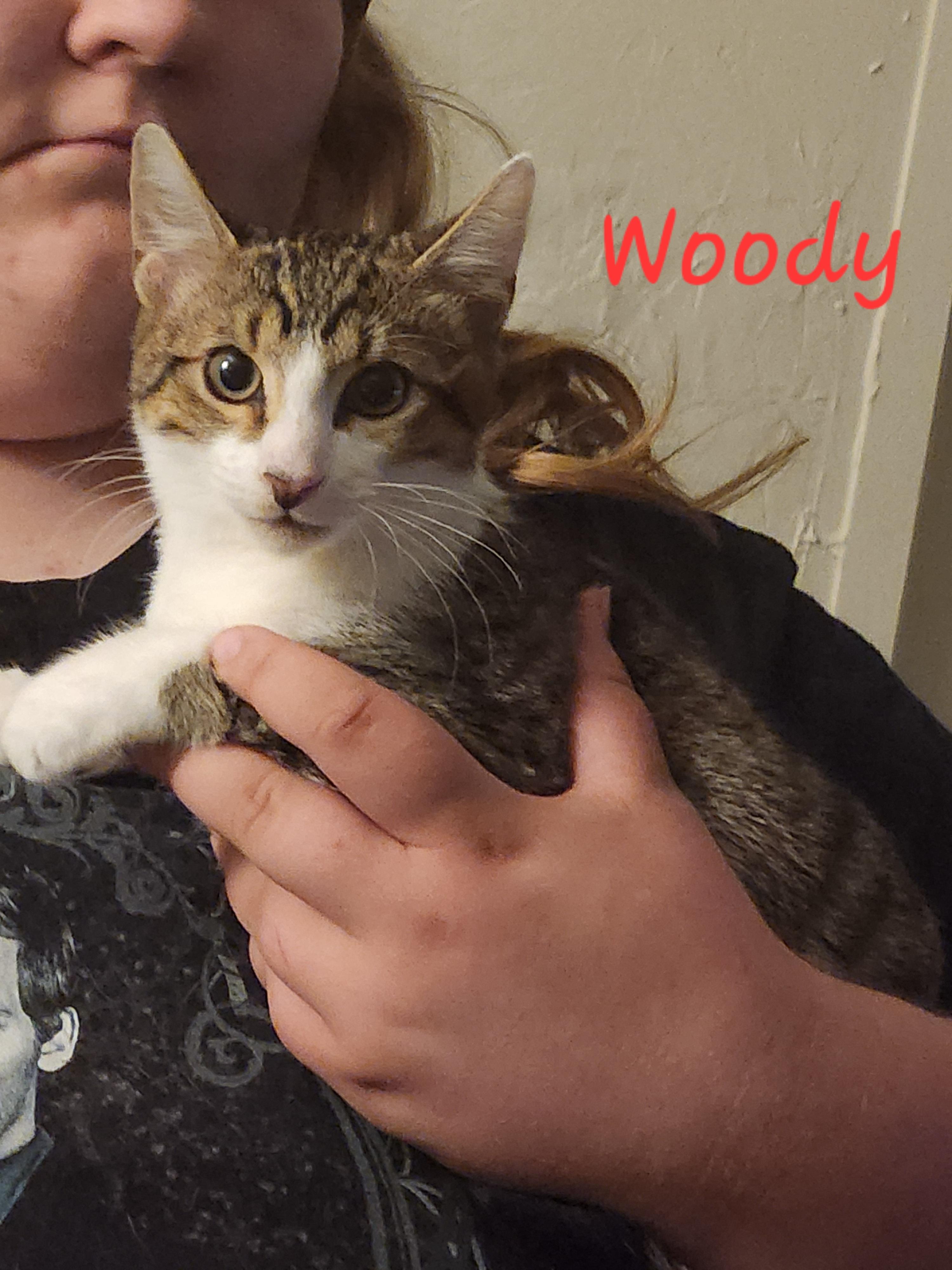 Woody, a ADOPTABLE Domestic Short Hair in Mount Pleasant, TX image 1/2