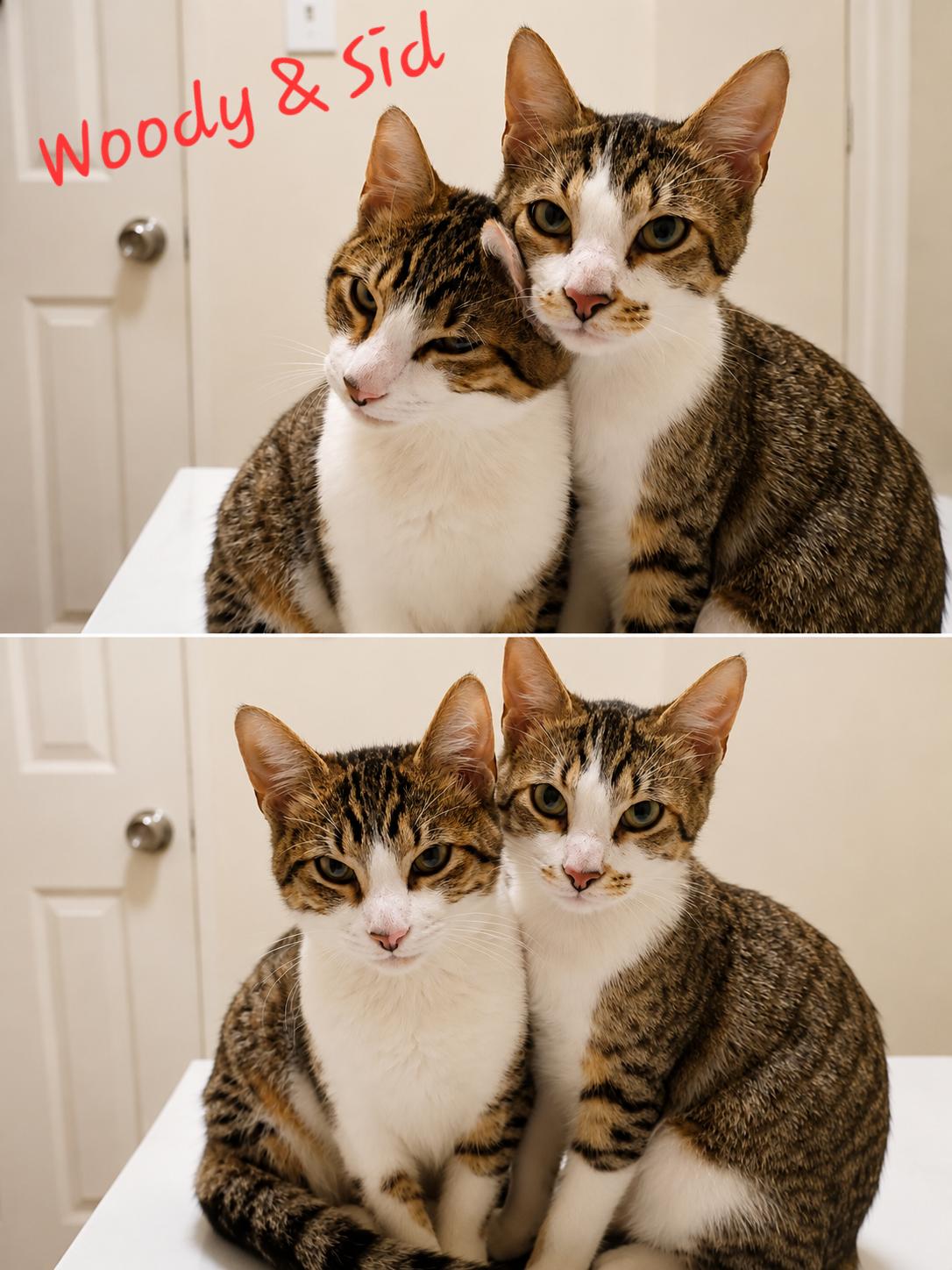 Woody, a ADOPTABLE Domestic Short Hair in Mount Pleasant, TX image 2/2