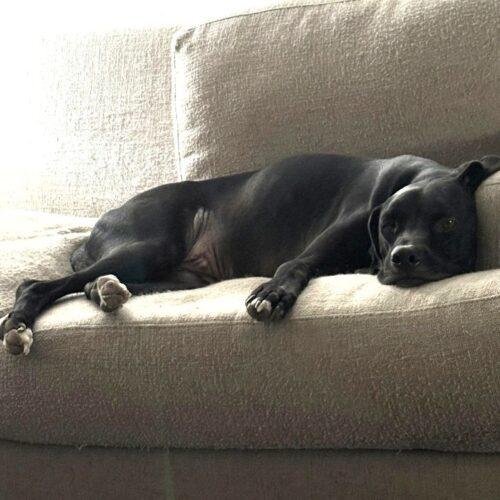 RANGER, a Adoptable mixed breed in San Juan Capistrano, CA image 2/6