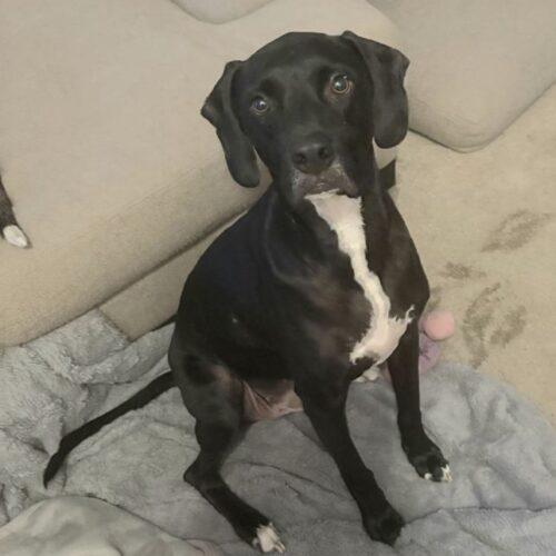 RANGER, a Adoptable mixed breed in San Juan Capistrano, CA image 3/6