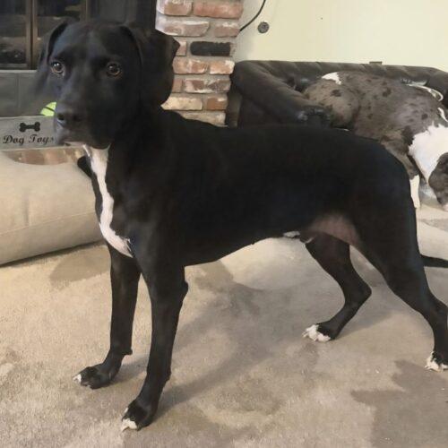 RANGER, a Adoptable mixed breed in San Juan Capistrano, CA image 5/6