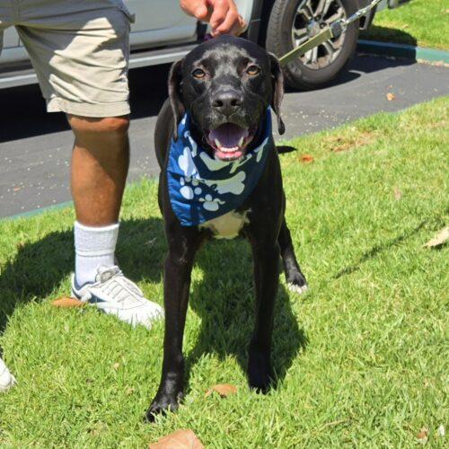 RANGER, a Adoptable mixed breed in San Juan Capistrano, CA image 6/6