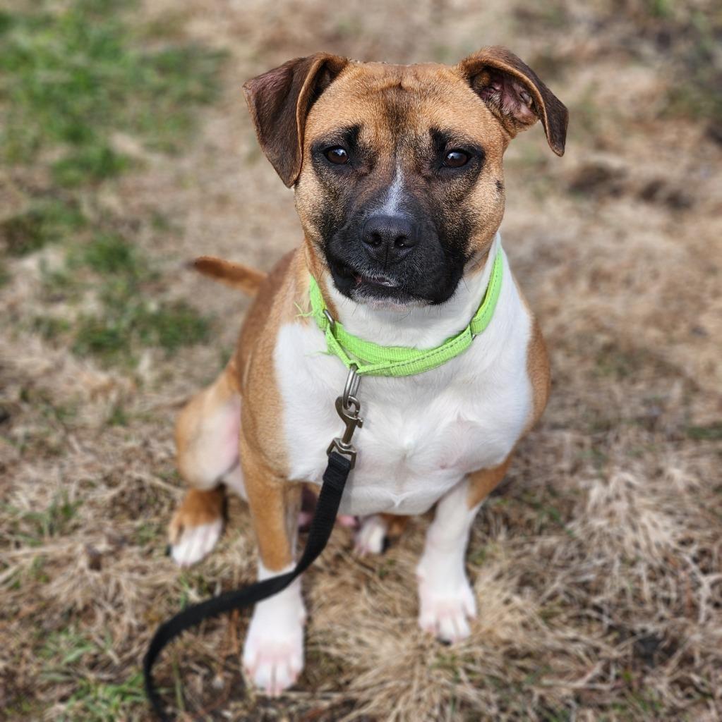 Lola, Adoptable, Adult Female Boxer.