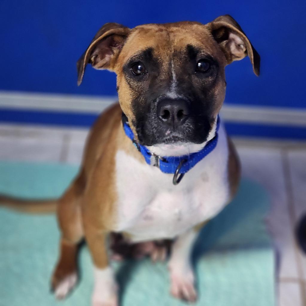 Enlarge Lola, a Adoptable Boxer in Walnutport, PA image 1/1