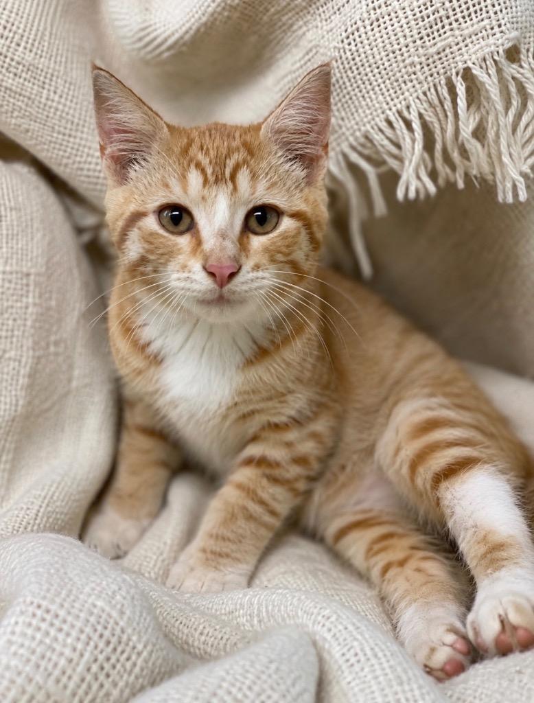 Tripp, Adoptable, Kitten Male Domestic Short Hair.