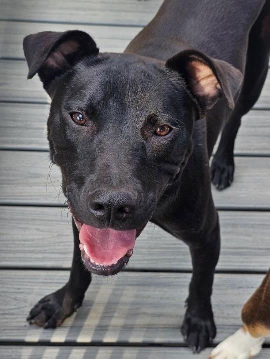 Enlarge Spongebob Squarepants, a Adoptable mixed breed in Matteson, IL image 1/6