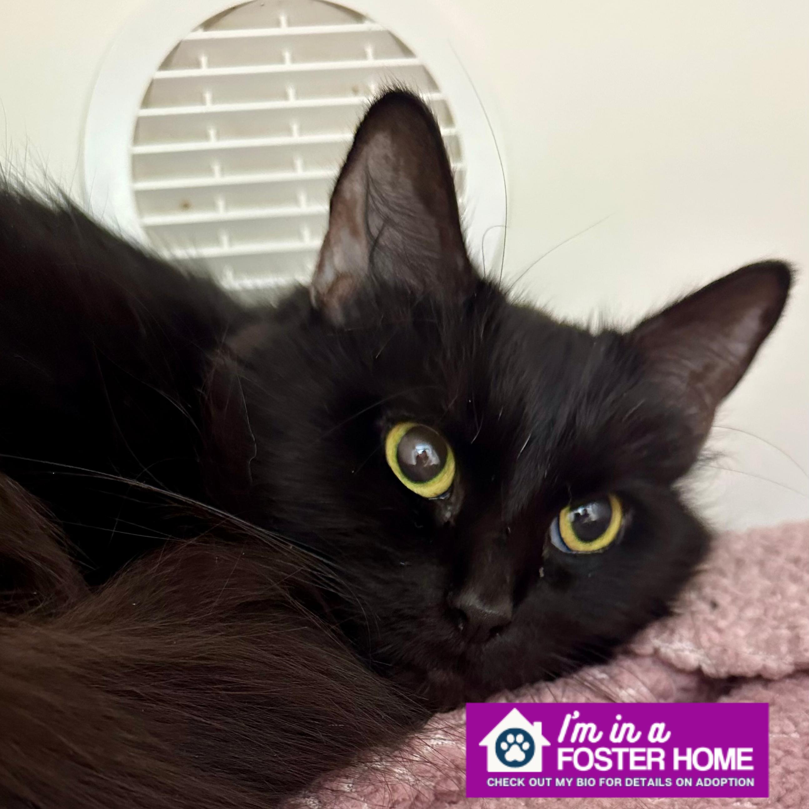 Enlarge Popcorn, a ADOPTABLE Domestic Short Hair in Reisterstown, MD image 1/1