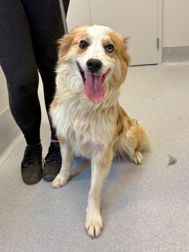 Rainbow Brite, Adoptable, Young Female Mixed Breed.