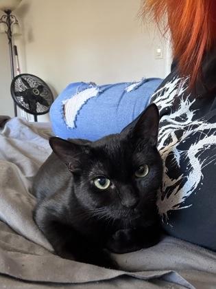 Stardrop, Adoptable, Young Male Domestic Short Hair & Domestic Short Hair.