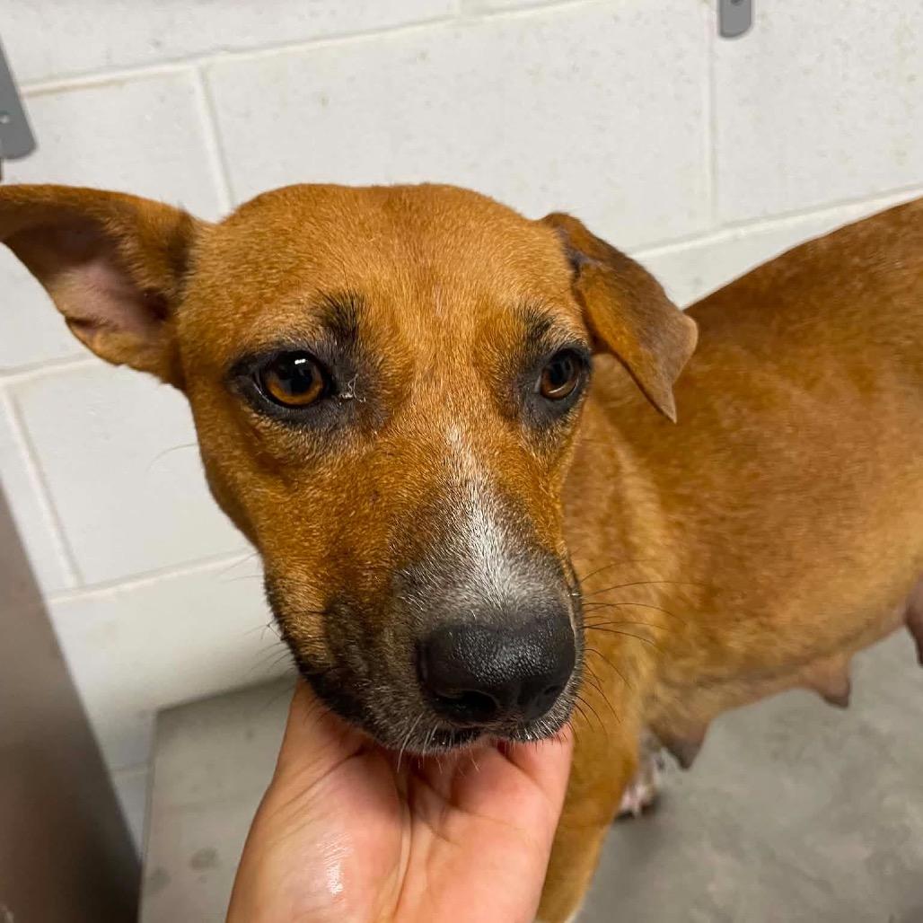Enlarge Justice C627, a Adoptable Beagle in Allen, TX image 3/6