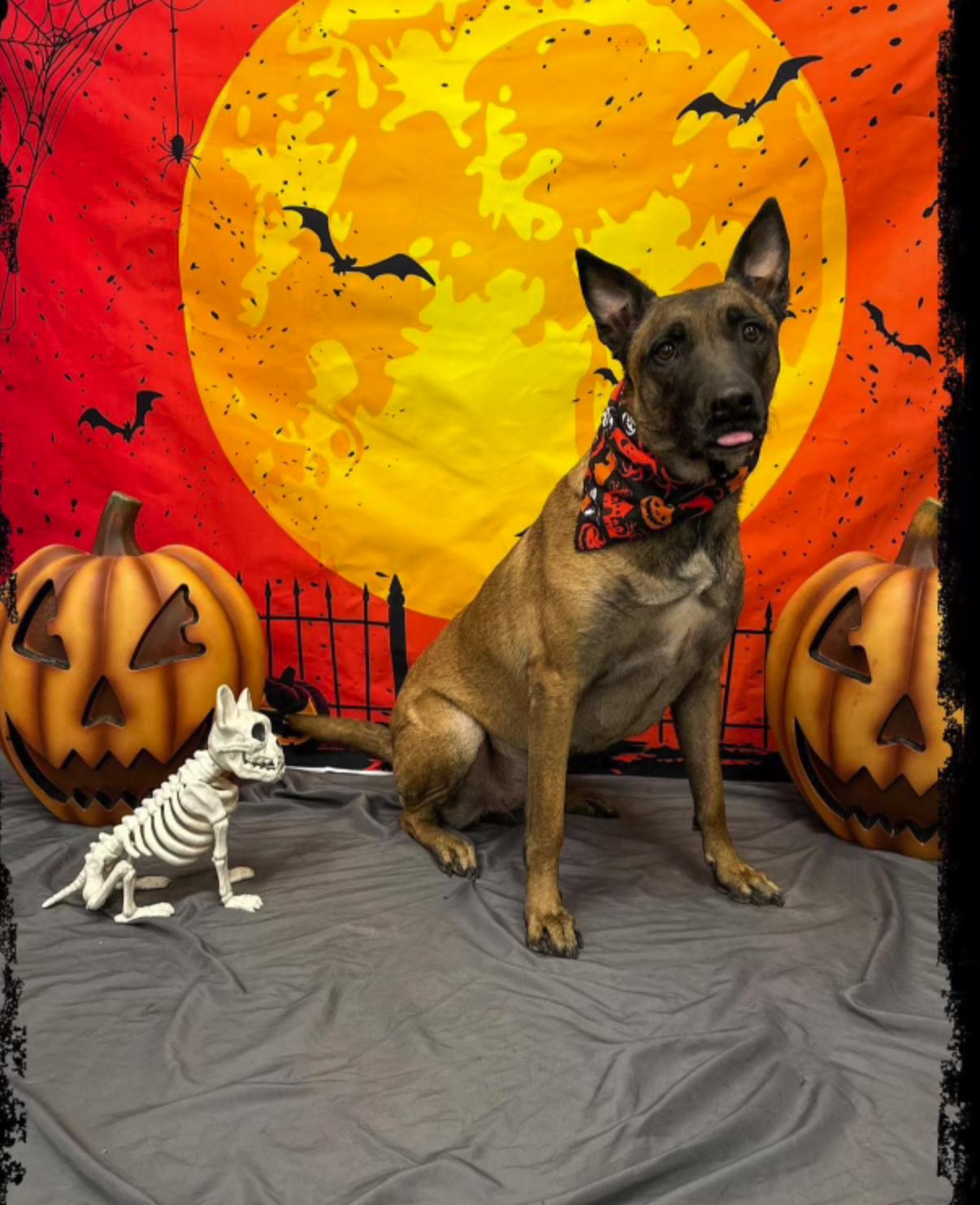 Enlarge Gretel, a Adoptable mixed breed in Las Vegas, NV image 1/4