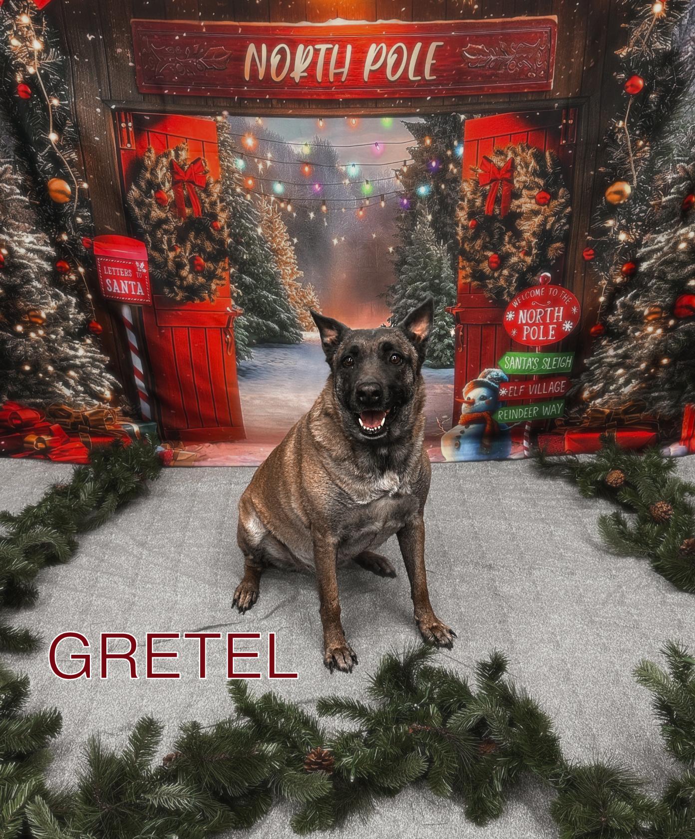 Enlarge Gretel, a Adoptable mixed breed in Las Vegas, NV image 2/4
