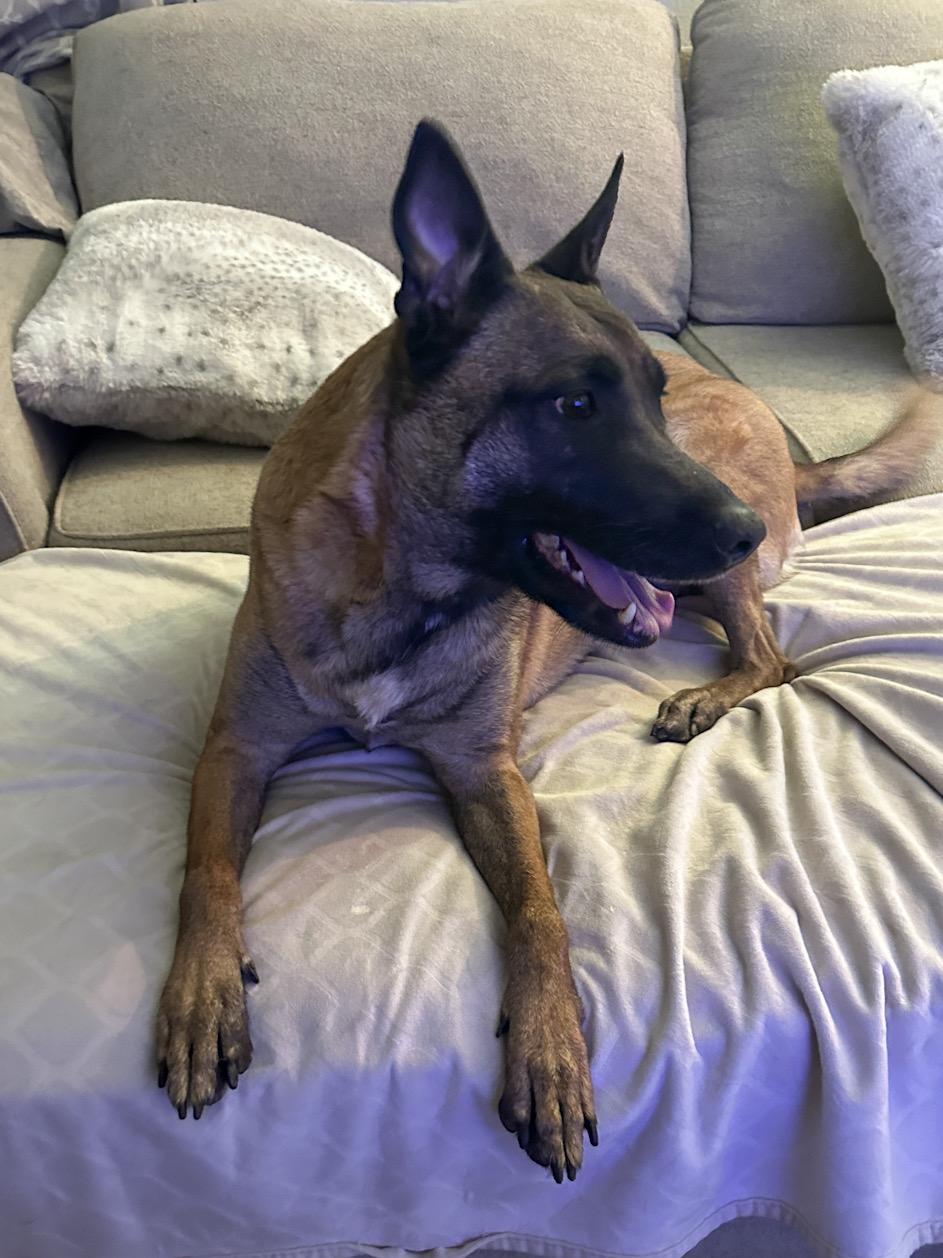 Enlarge Gretel, a Adoptable mixed breed in Las Vegas, NV image 3/4