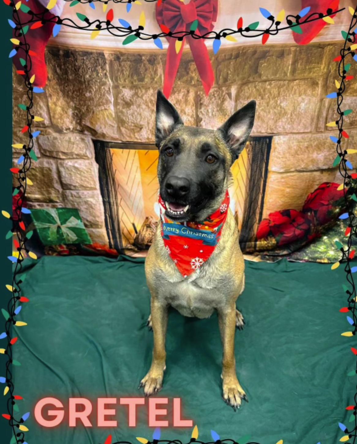 Enlarge Gretel, a Adoptable mixed breed in Las Vegas, NV image 4/4